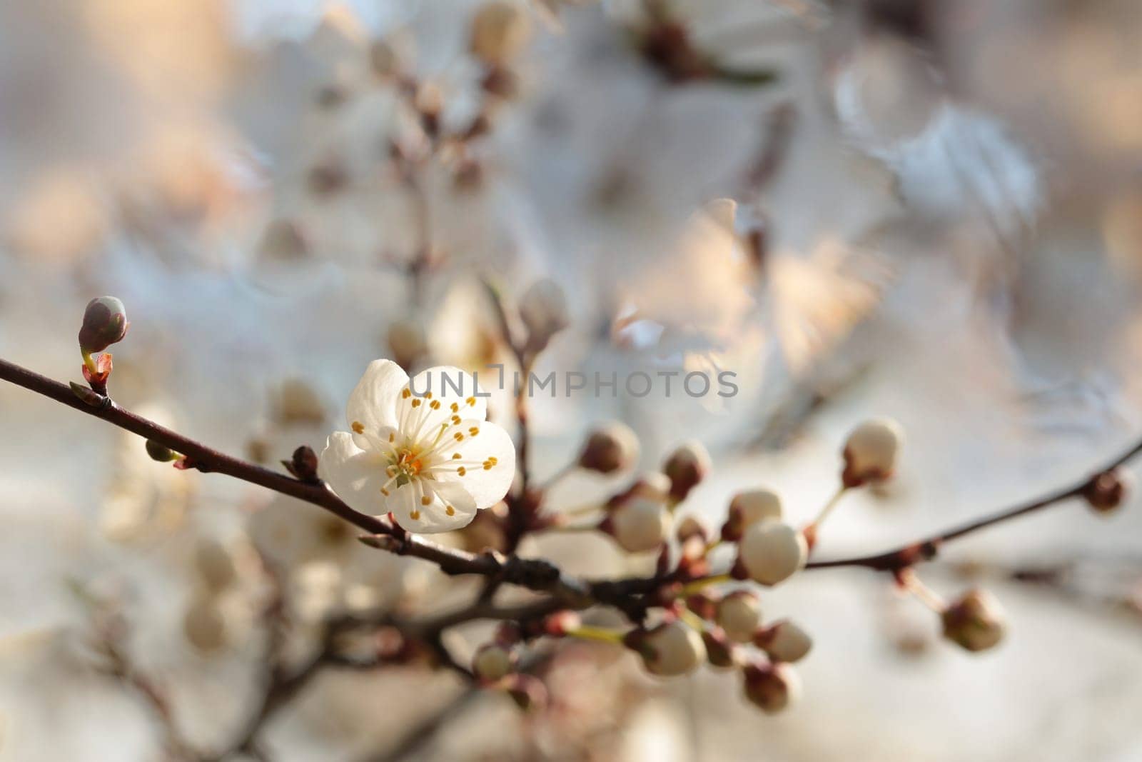 Spring flowers blooming on a tree