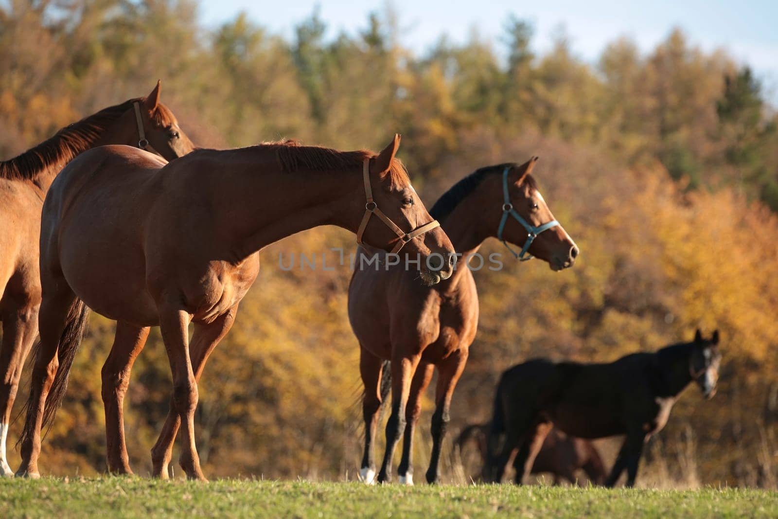 Horses in a pasture on a background of autumn trees