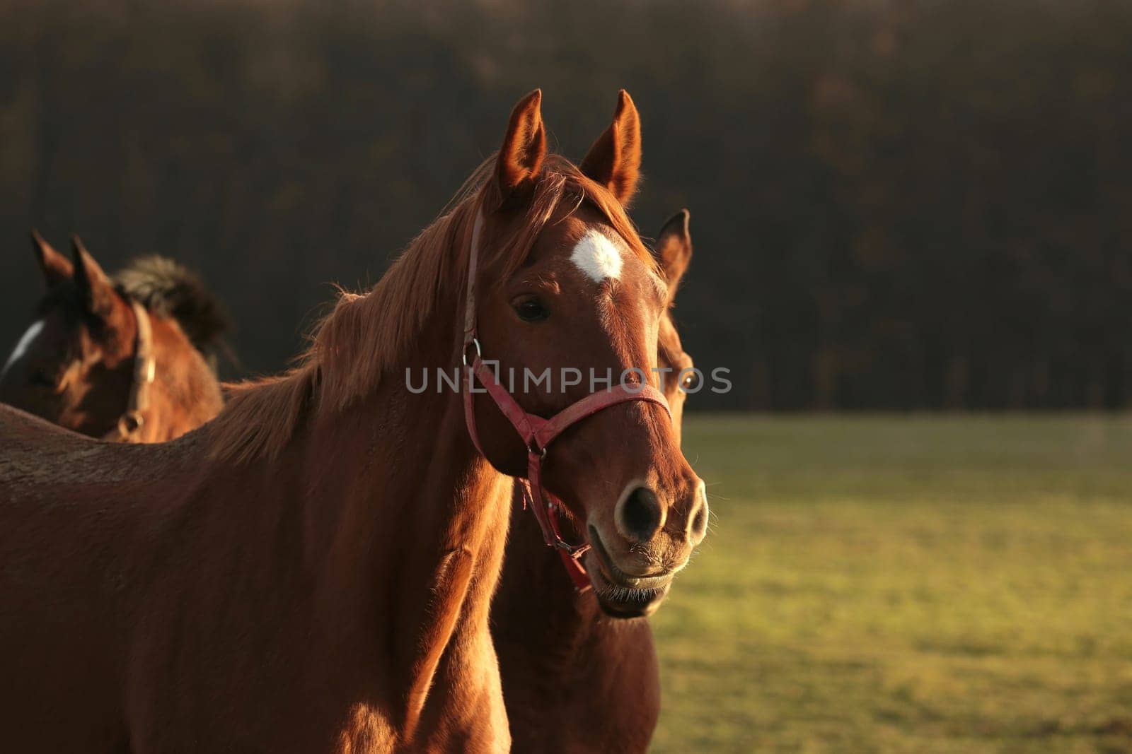 Horses in a pasture on a background of autumn trees