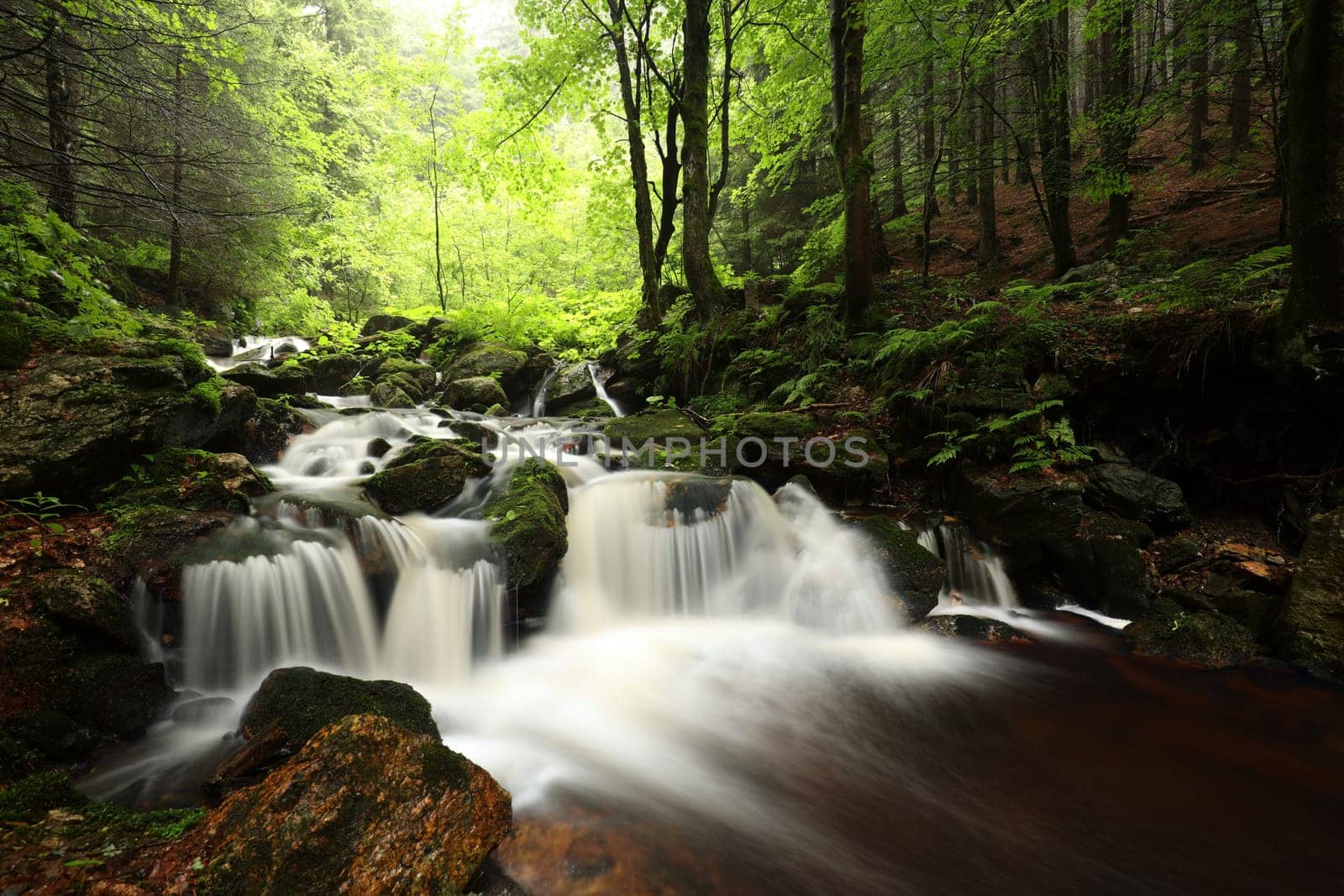 Forest stream flowing down from the mountains
