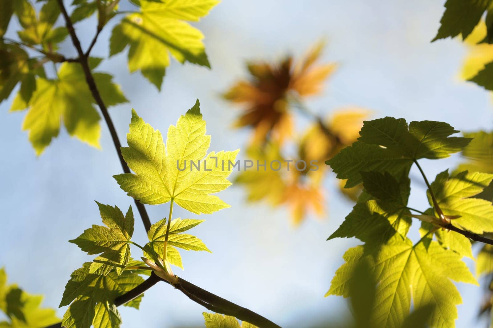 Spring maple leaves in the forest