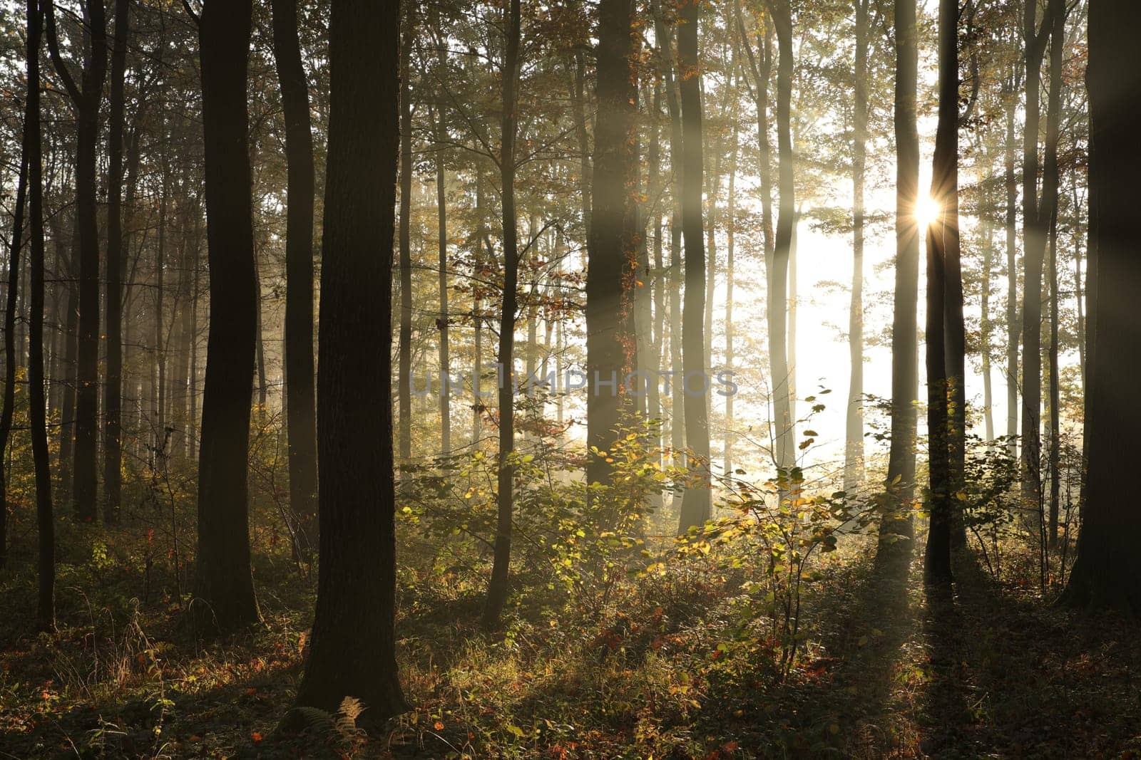 Autumn forest in foggy weather during sunrise