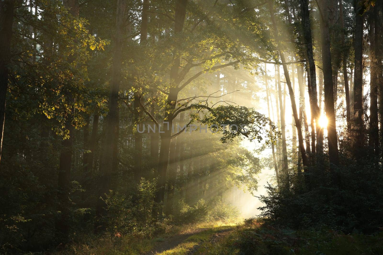 Trail through a coniferous forest during sunrise in foggy weather