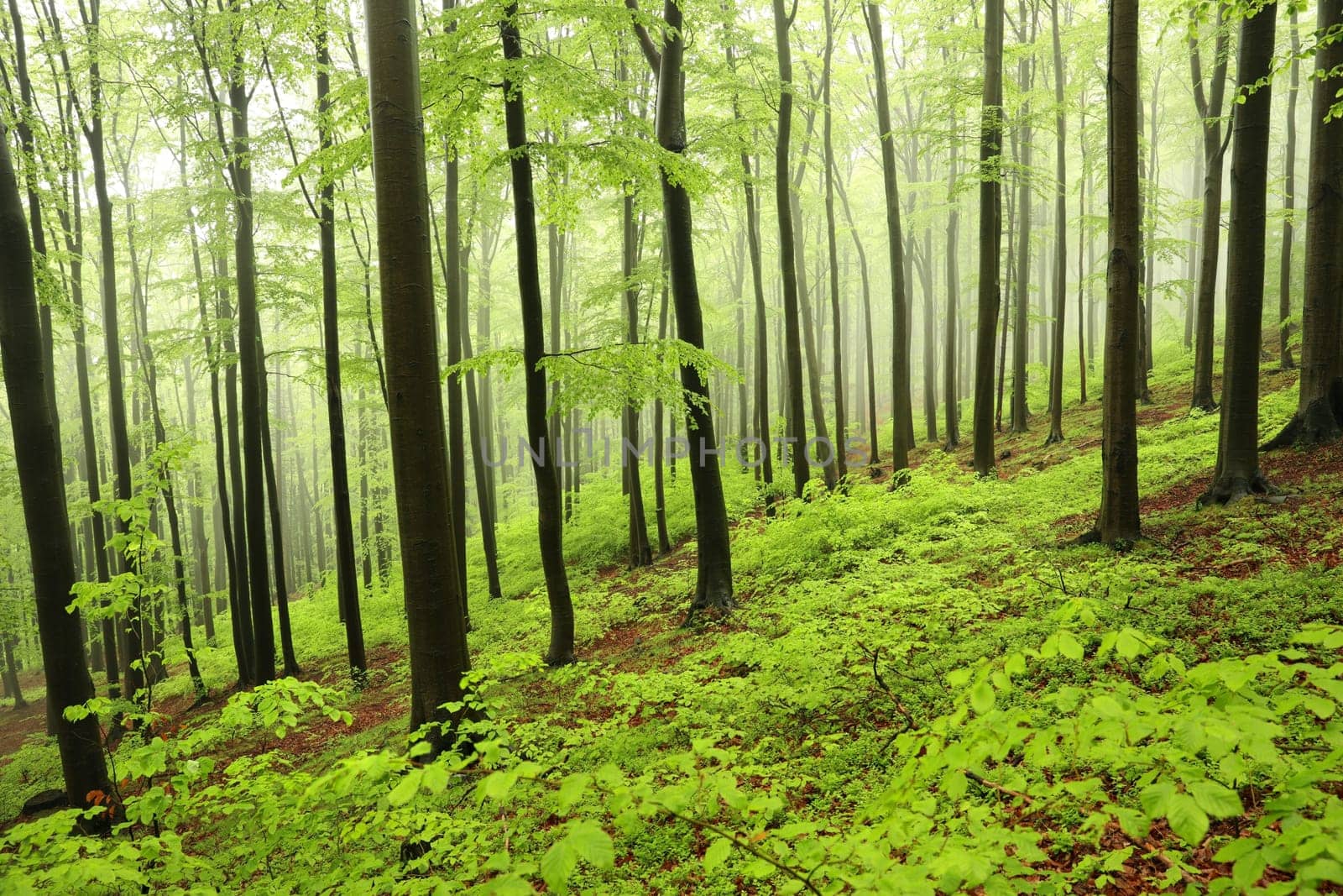 Springtime deciduous forest in misty, rainy weather