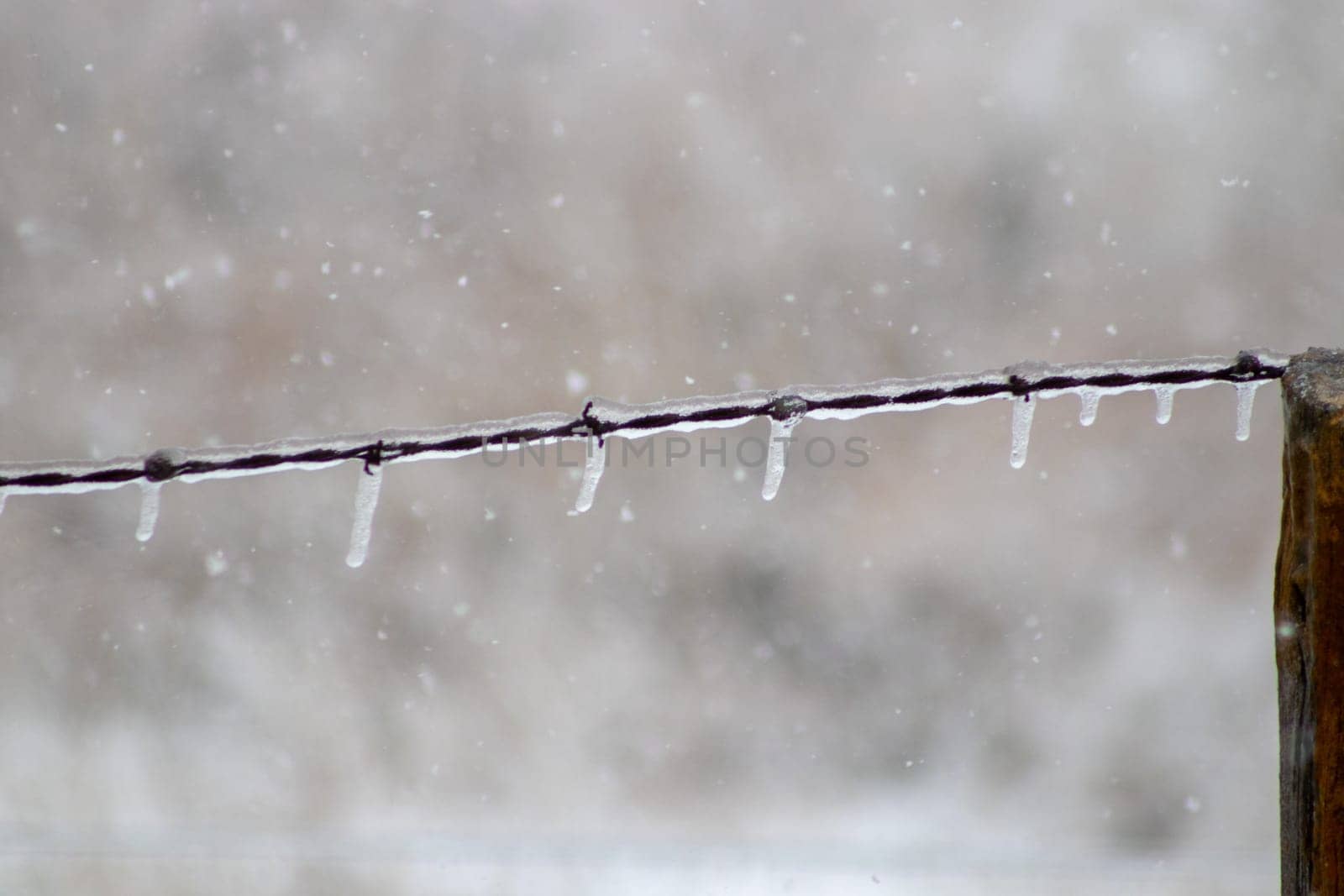 Ice covered barb wire fence in snow fall . High quality photo