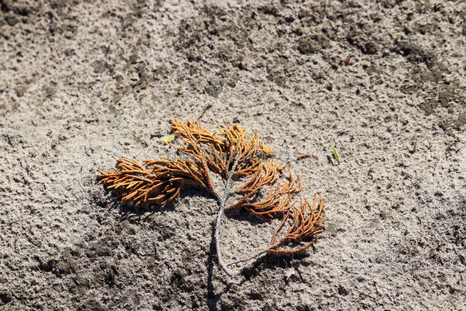 branch of a cedar tree in the sand turned brown. High quality photo