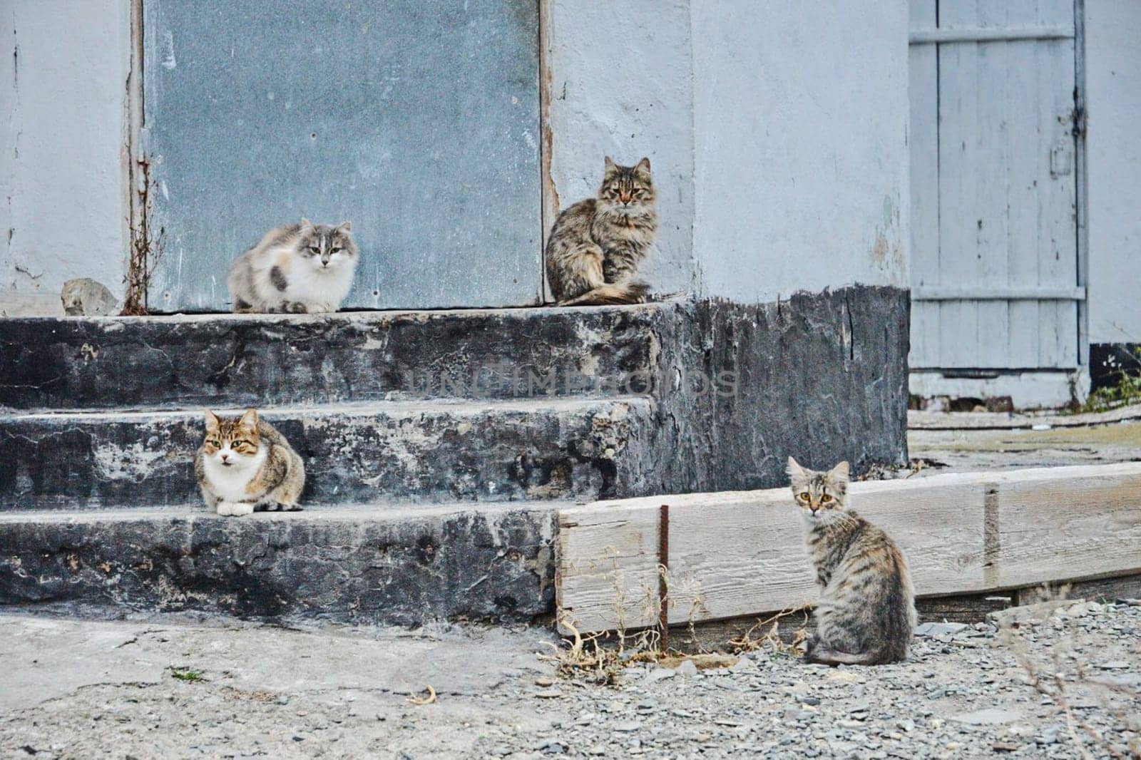 Four cats sit on the corner of the old house. Cats on the street.