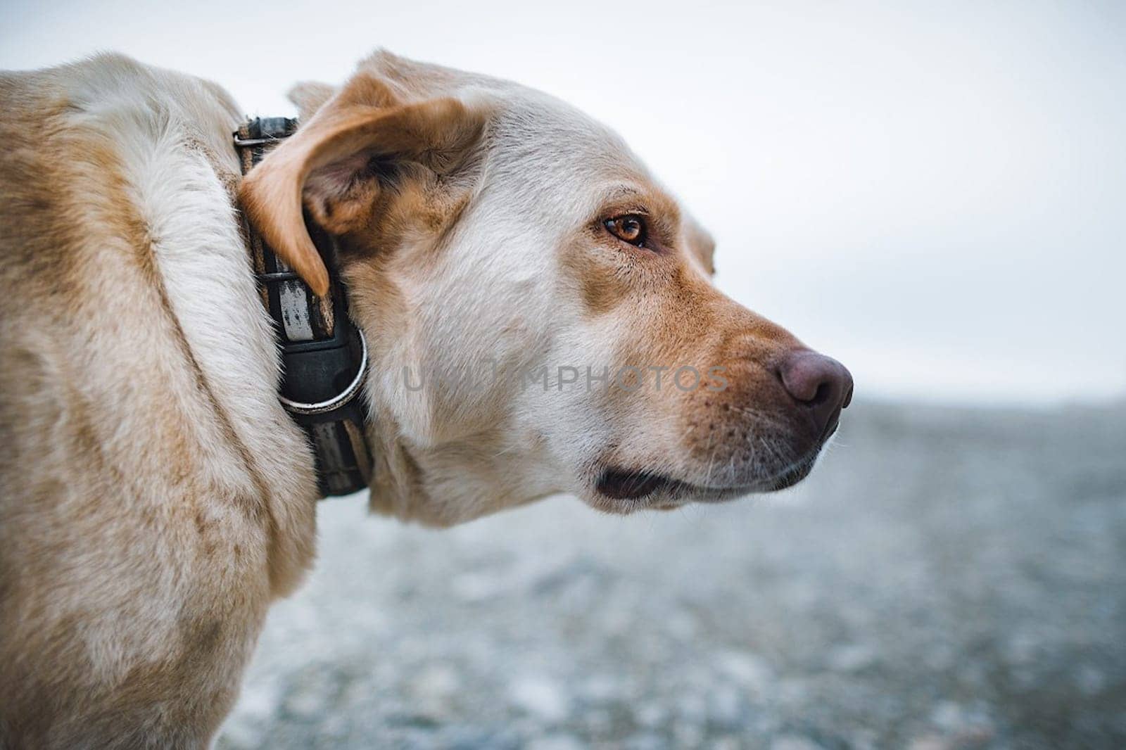 A bigger red-haired dog in a collar looks around.