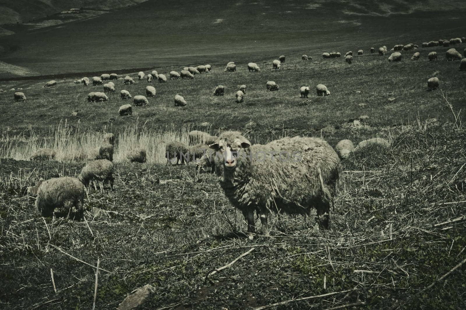 Sheep graze in a mountain valley. mountain pasture for sheep herds