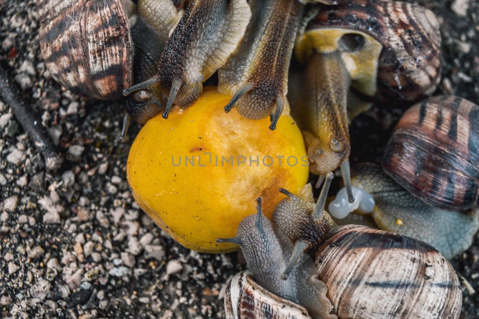 The snails eat an orange. Feeding large snails with citrus fruits.