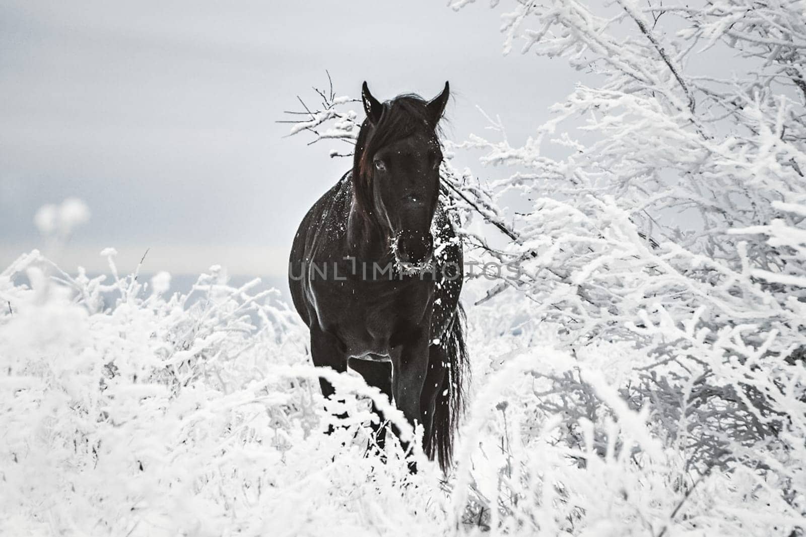 A black horse among grass and trees in the snow. A horse in winter in the snow.