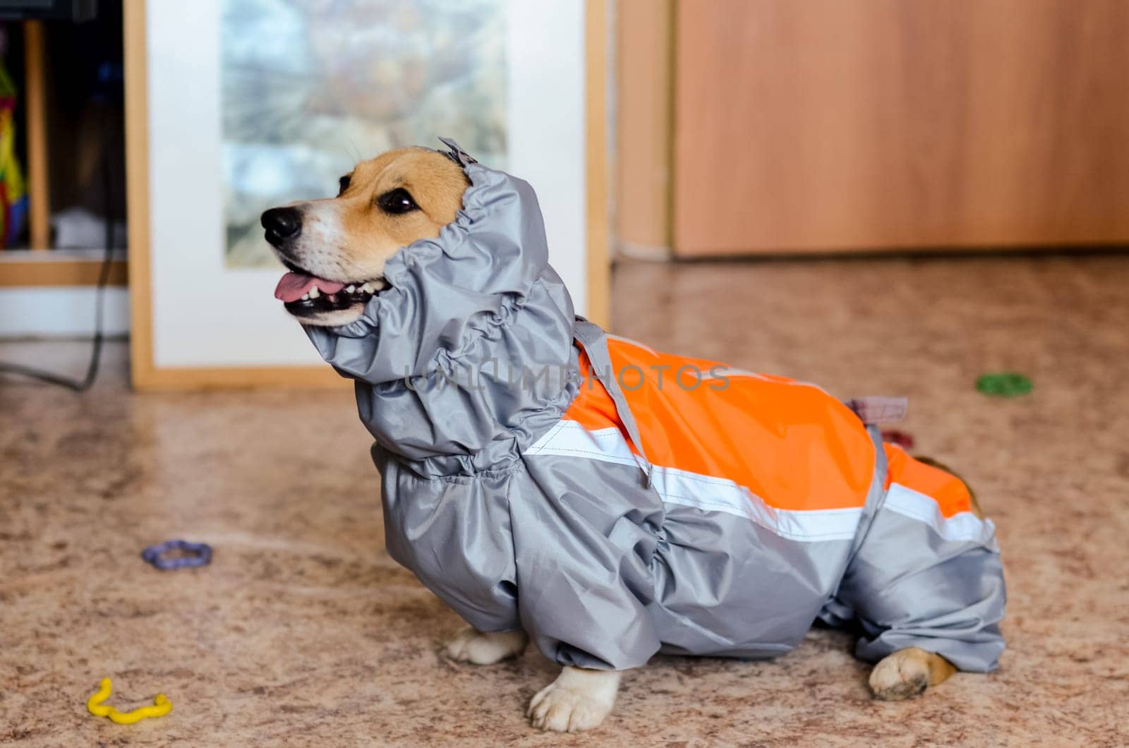 The dog in his clothes. A jacket for a dog. Fitting clothes.