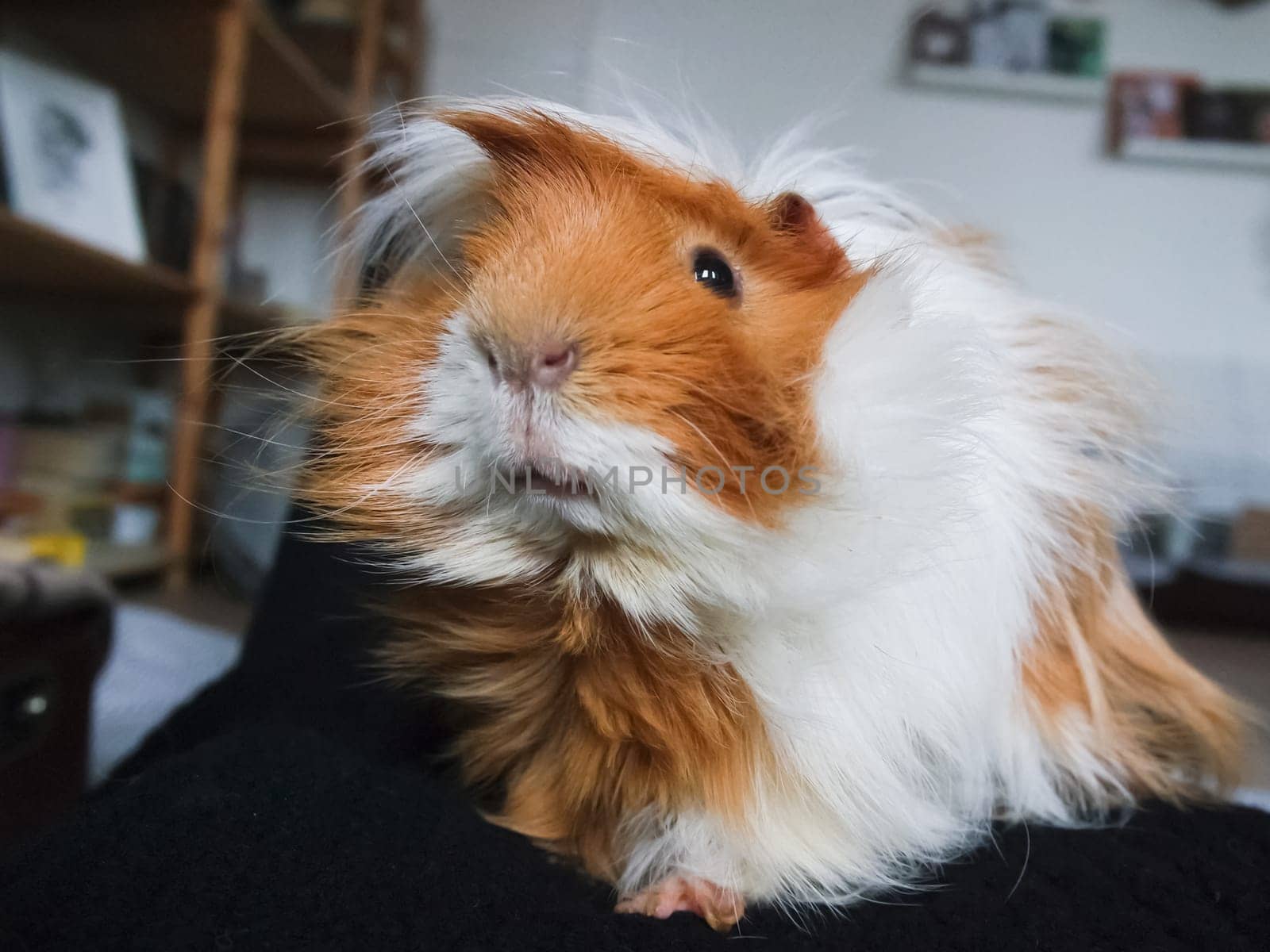 Homemade hamster, cute home rodent. Homemade hamster, cute home rodent.