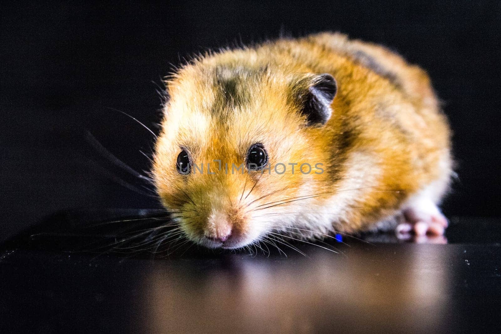 Homemade hamster, cute home rodent. Homemade hamster, cute home rodent.