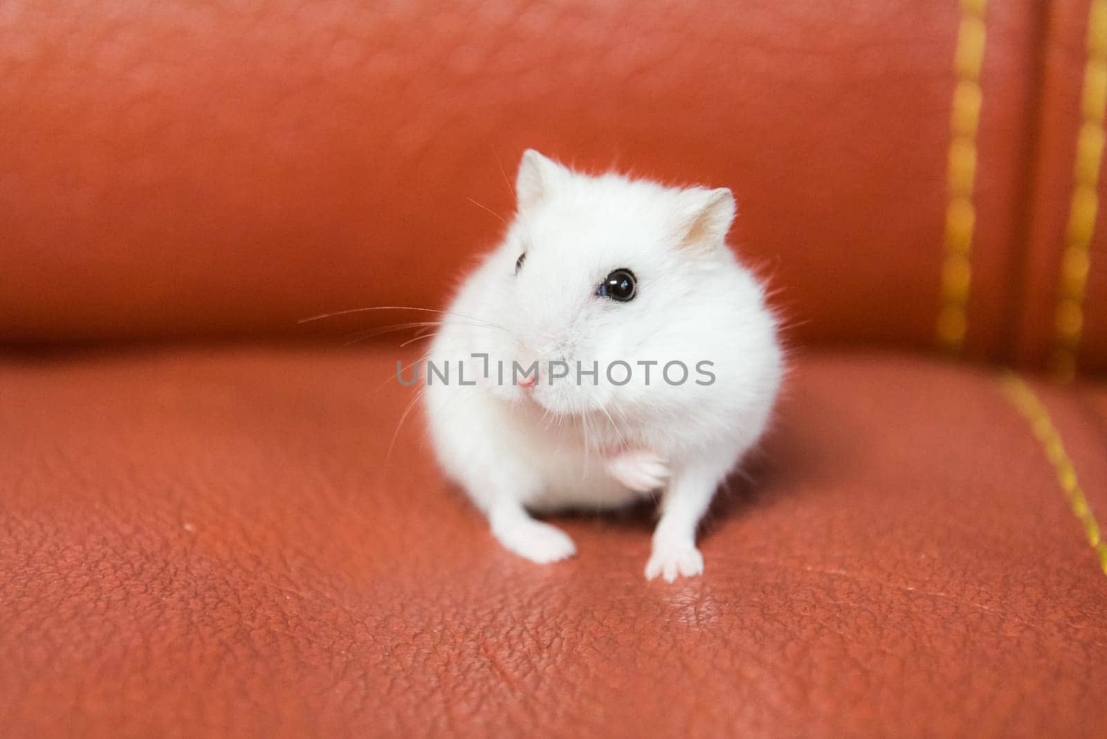 Homemade hamster, cute home rodent. Homemade hamster, cute home rodent.
