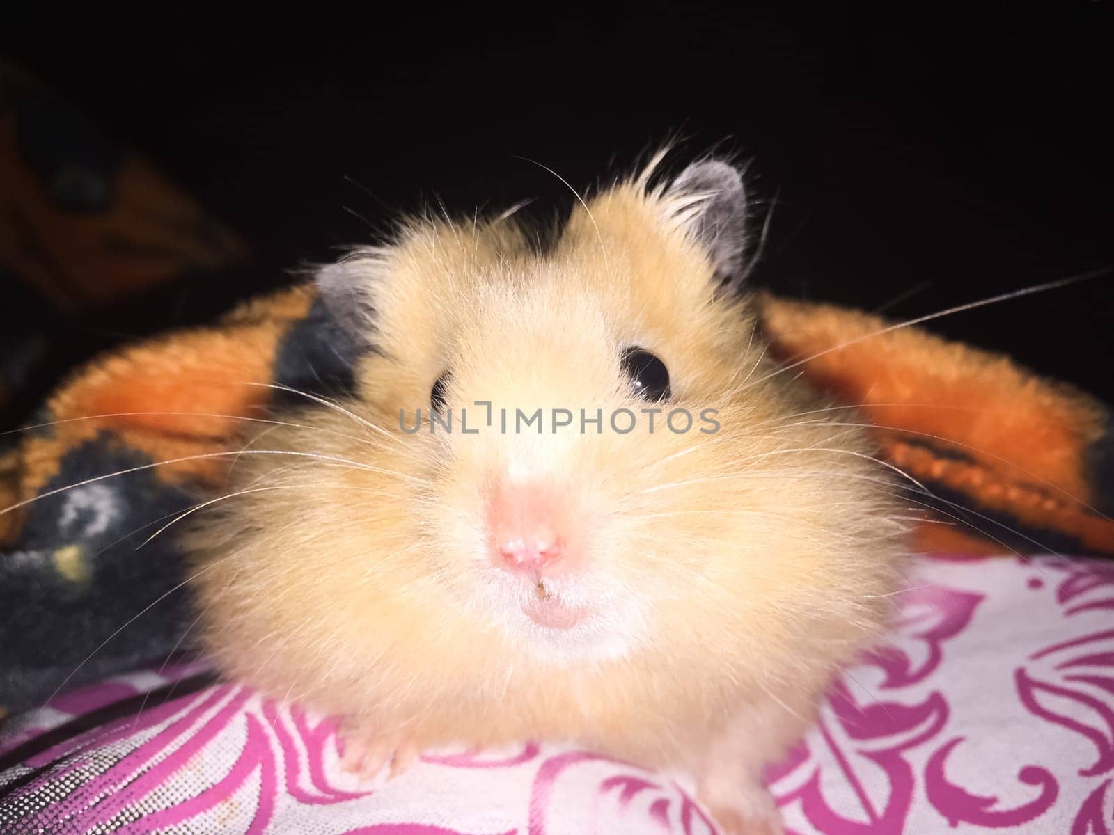 Homemade hamster, cute home rodent. Homemade hamster, cute home rodent.