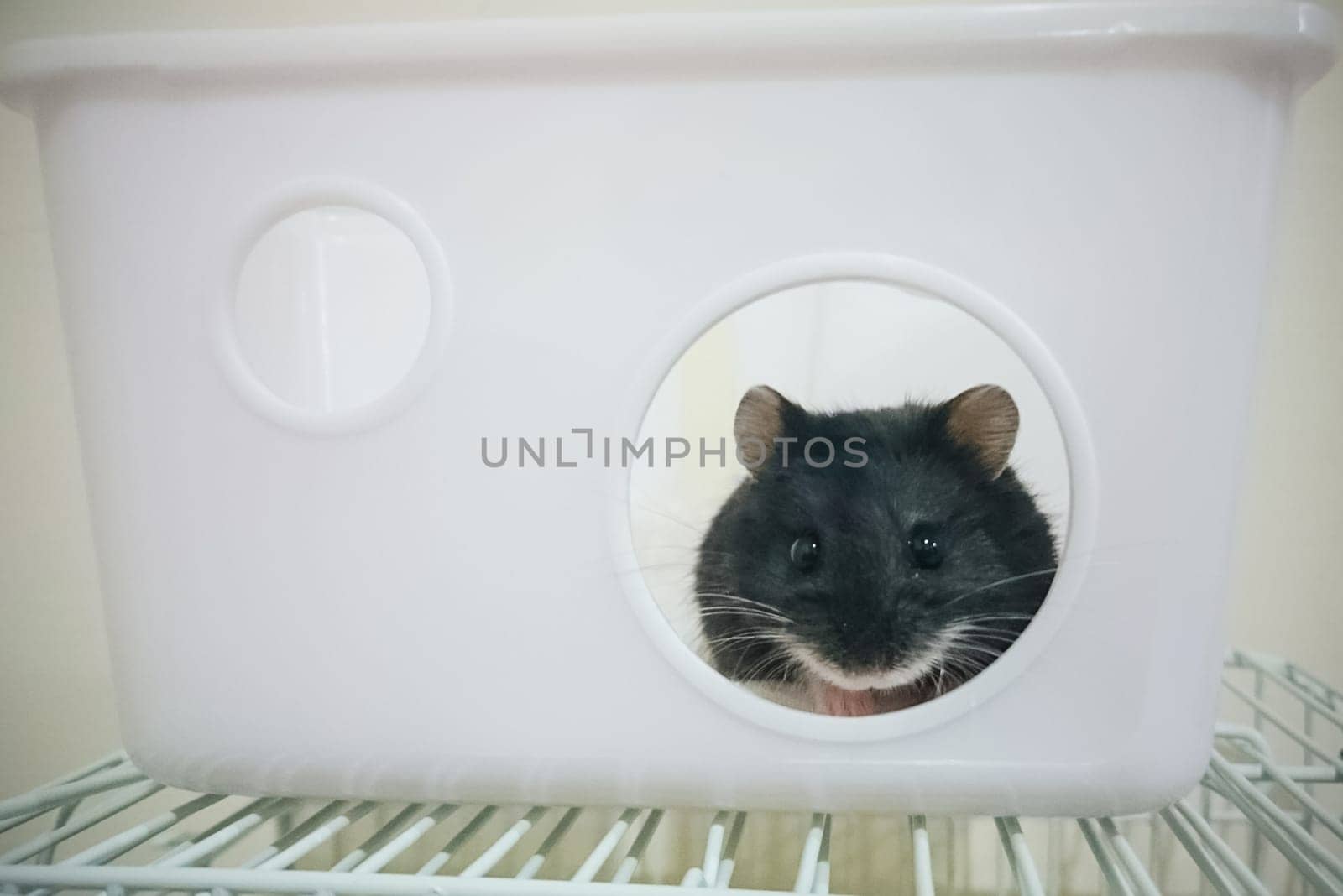 Homemade hamster, cute home rodent. Homemade hamster, cute home rodent.