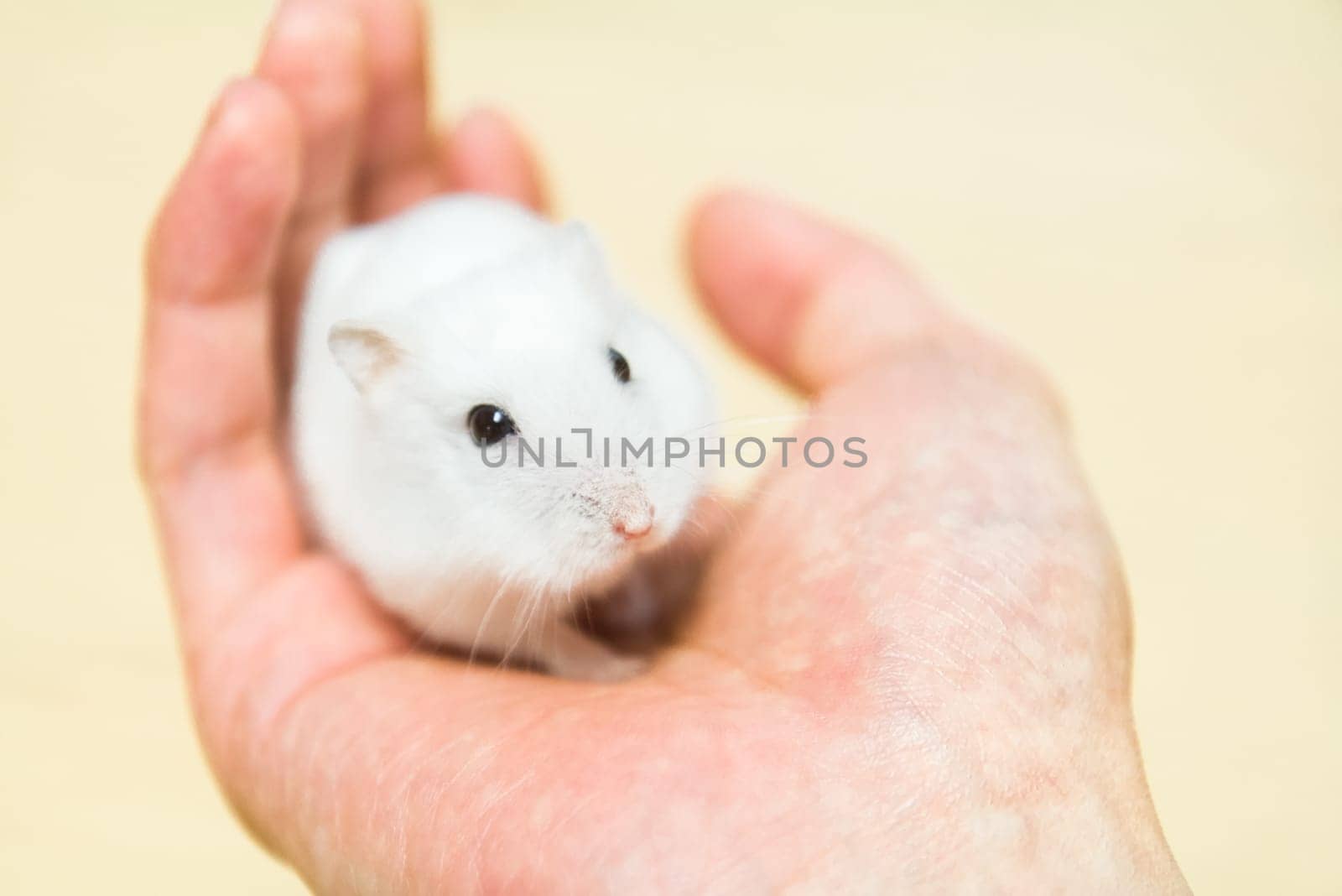domesticated hamster in the human hand. homemade rodent.