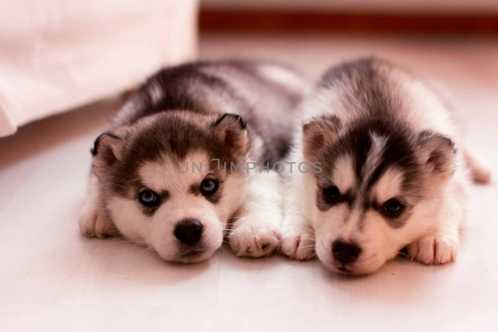 Husky puppies. Two little dog puppies. Husky puppies. Two little dog puppies.