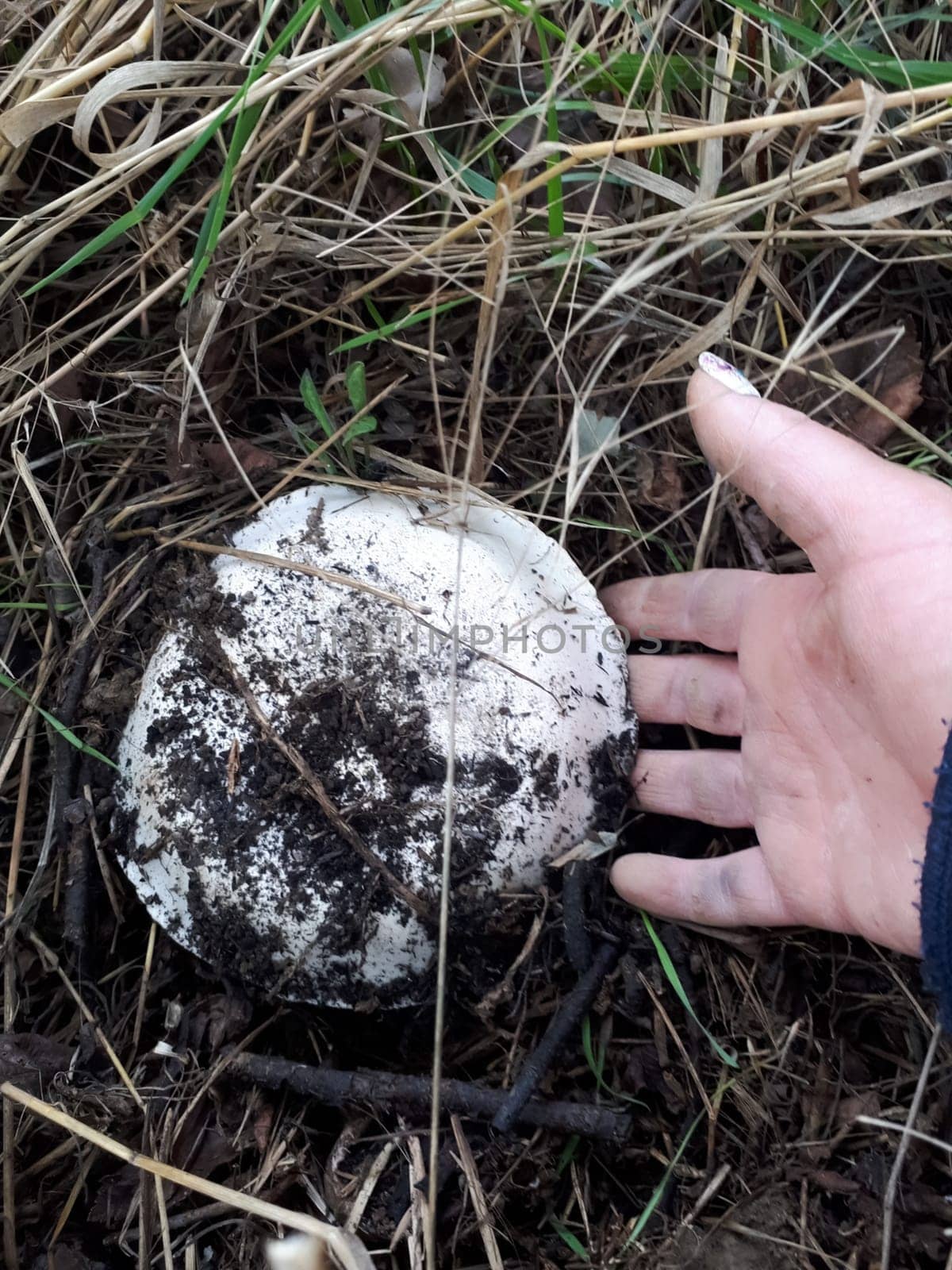 The white mushroom is champignon on the ground. A woman's hand takes a mushroom.