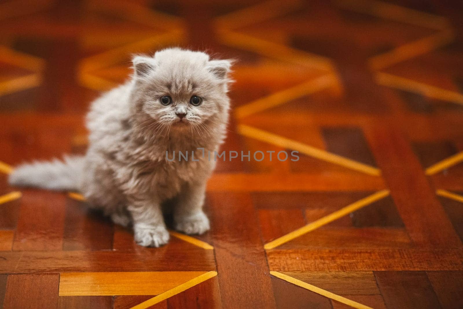 Grey fluffy kitten on the floor. A pet kitten.
