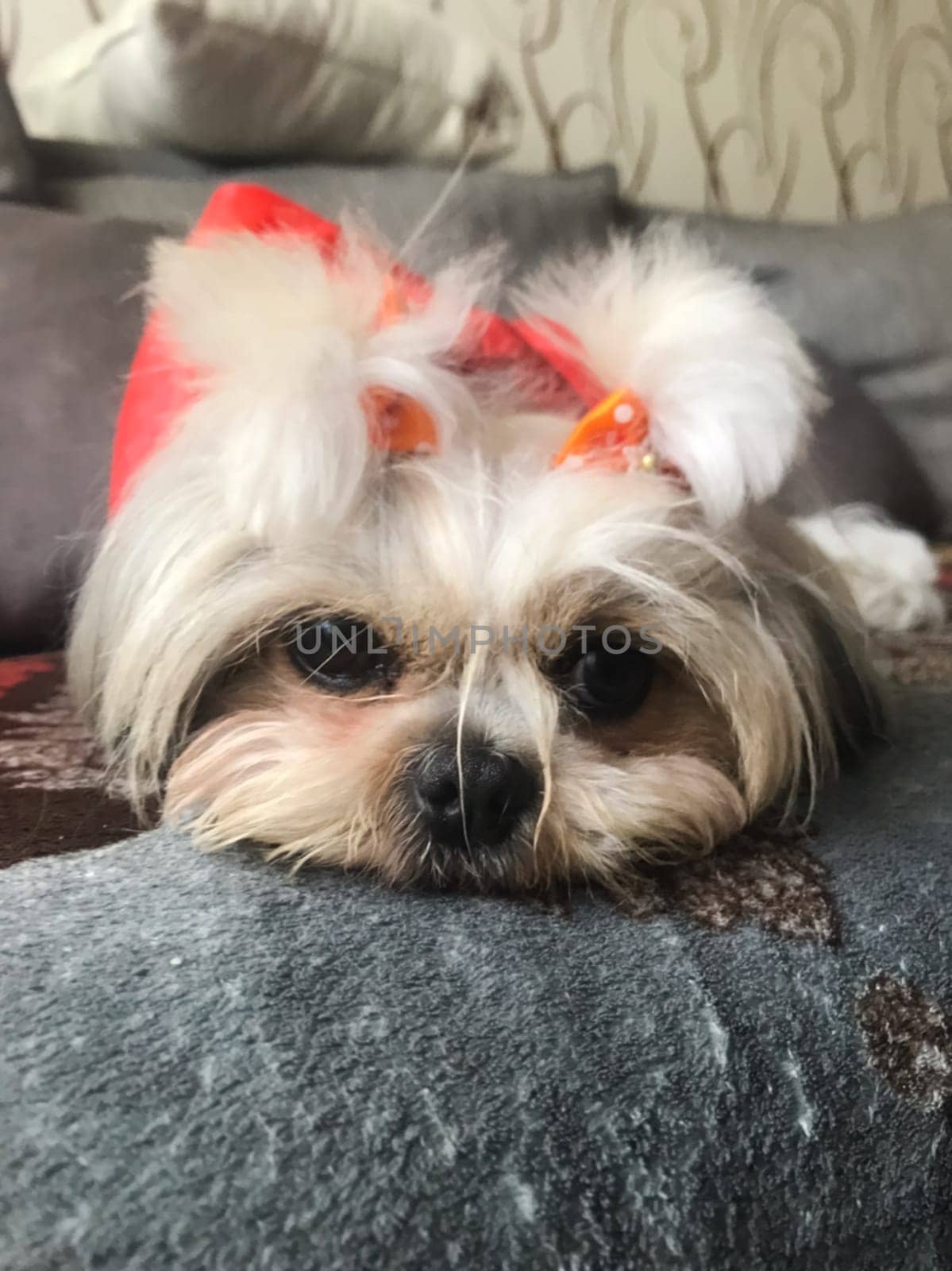 Little shaggy dog with a bow Little shaggy dog with a bow