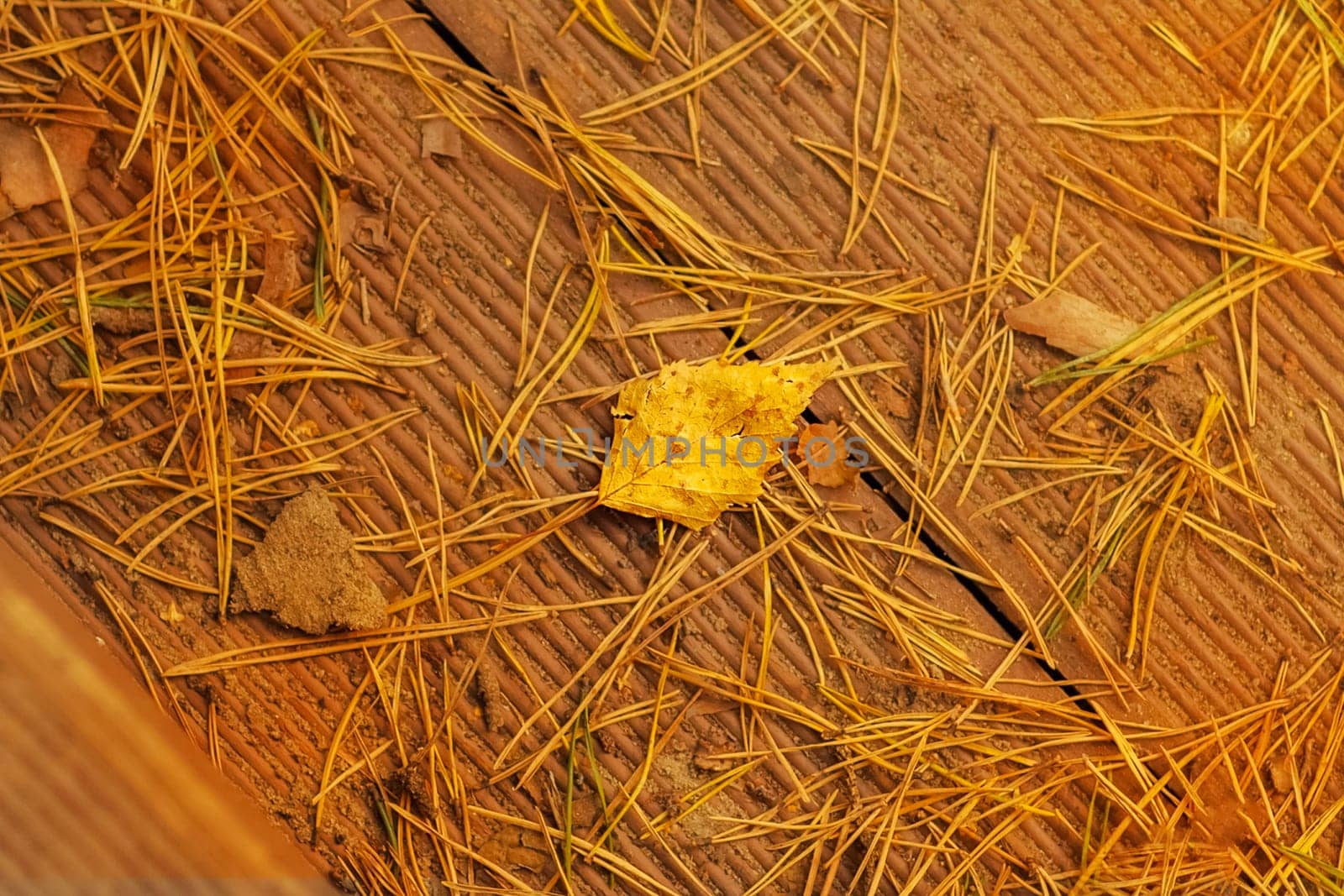 Fallen autumn leaves and hwei needles on a wooden board.
