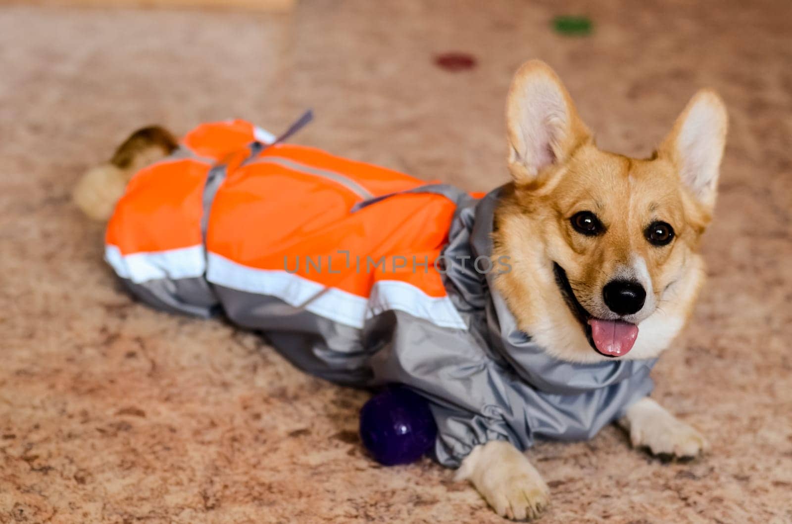 The dog in his clothes. A jacket for a dog. Fitting clothes.