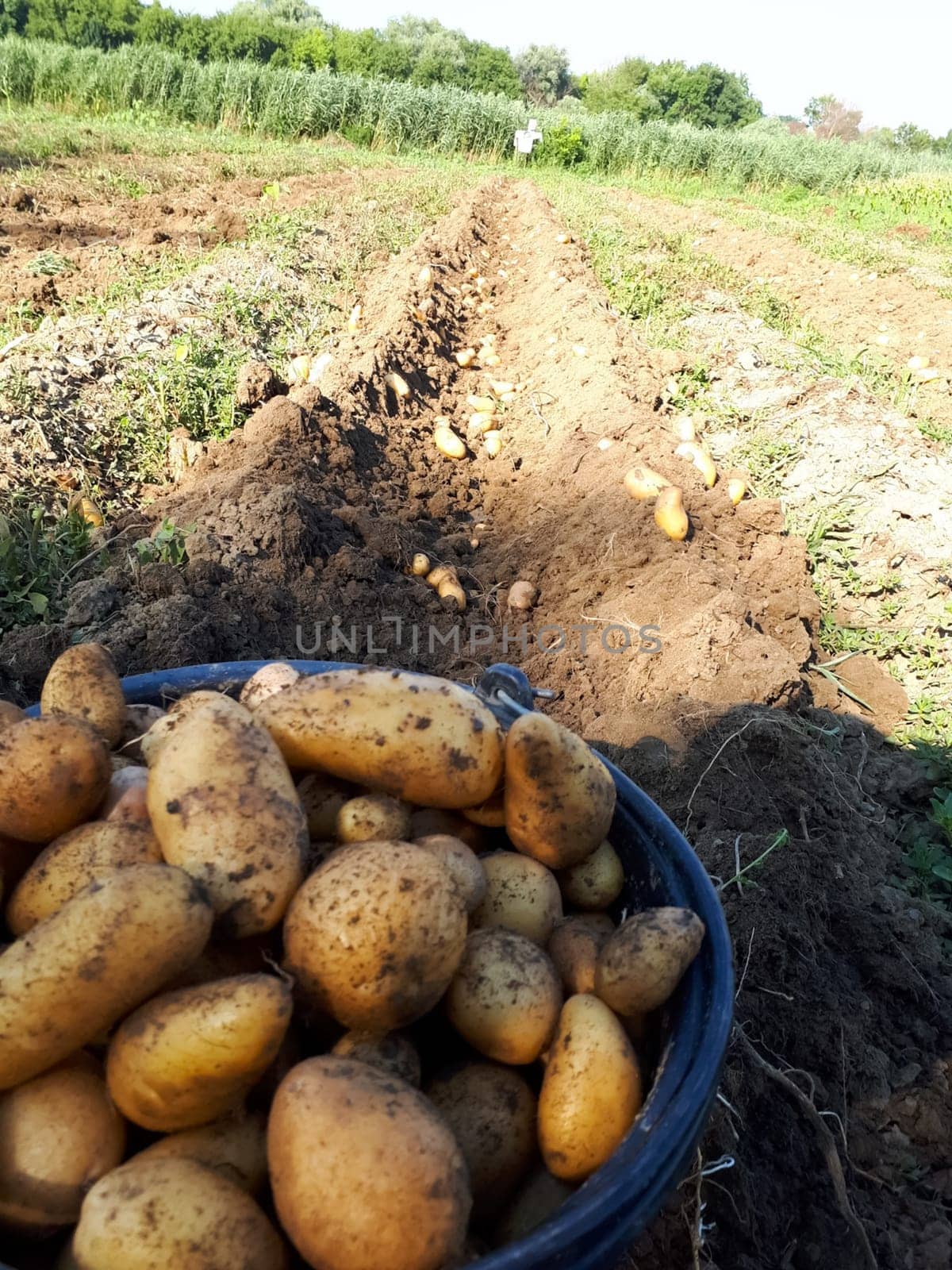 A bucket of potatoes. Digging potatoes in the garden.