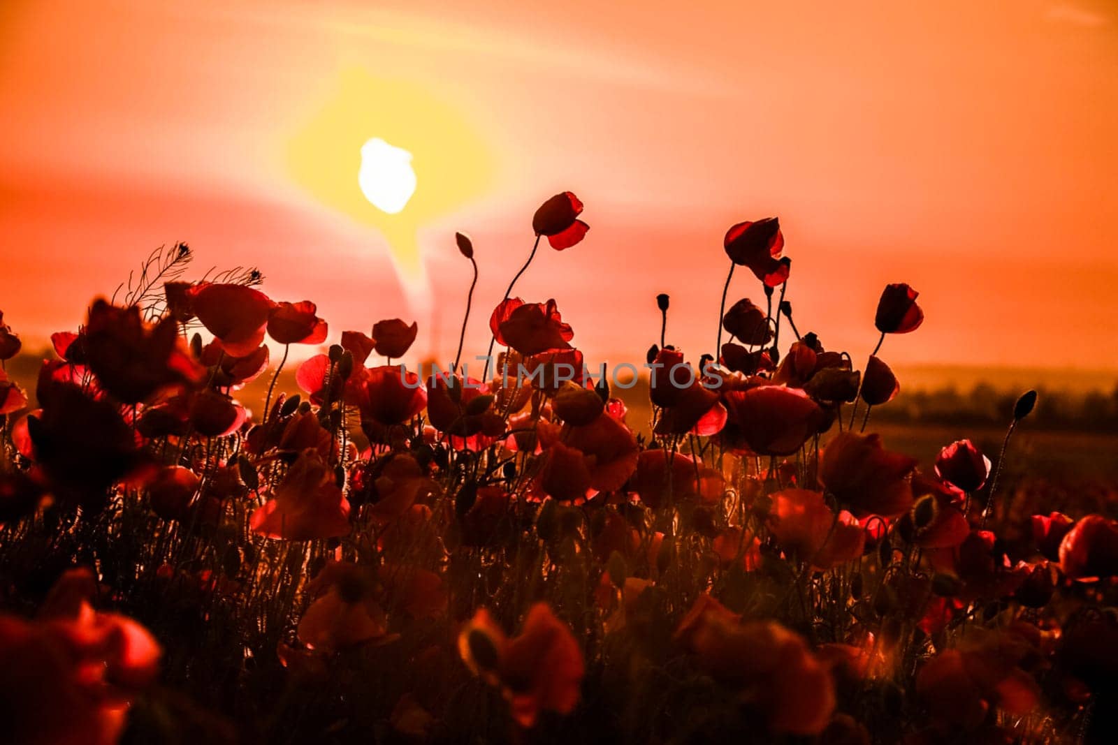 The flowering of the poppy field against the sunset. Poppy Field