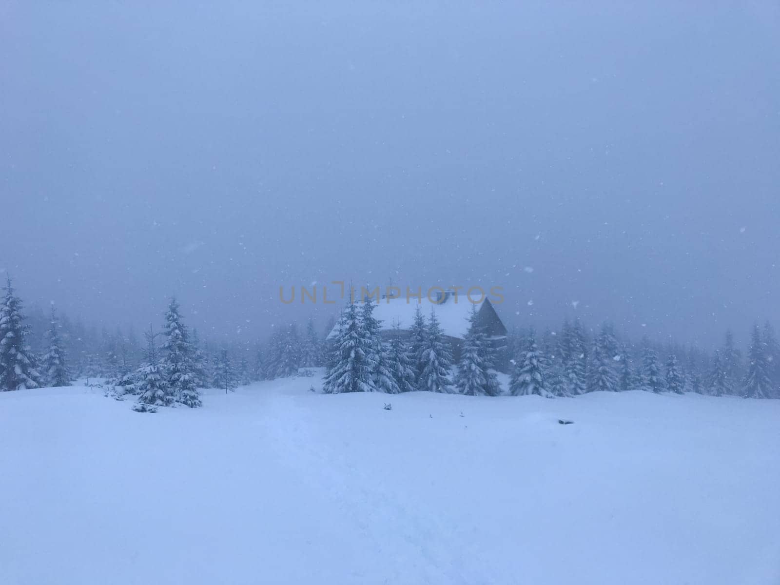 The village house is alone in the taiga. Winter. Snow is in the taiga, eaten in snow and snowdrifts.