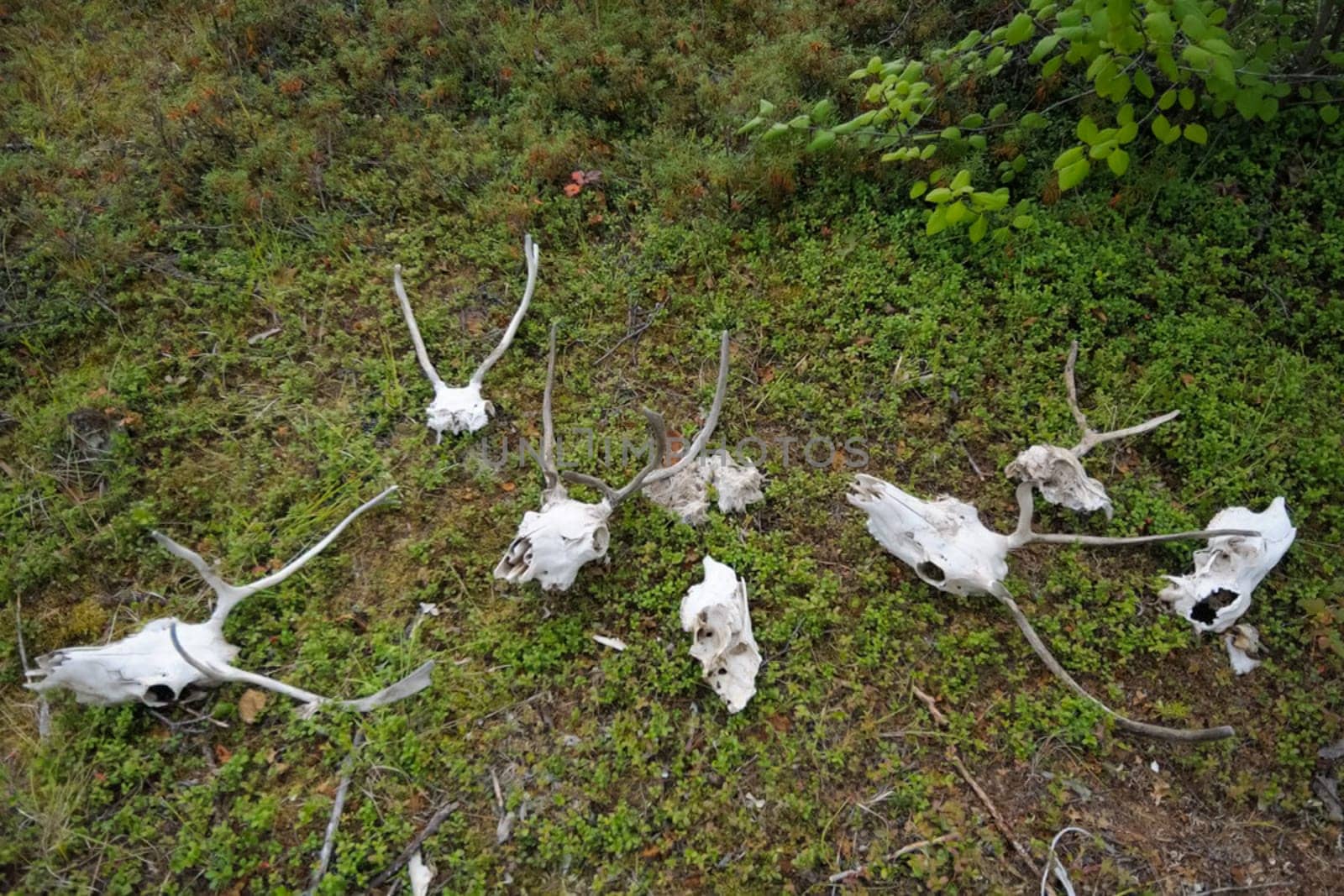 Skulls of deer with antlers lie on the ground. The skull of a deer.