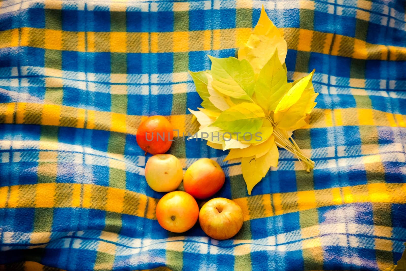 Ripe apples and yellow leaves on a blanket in a cage.