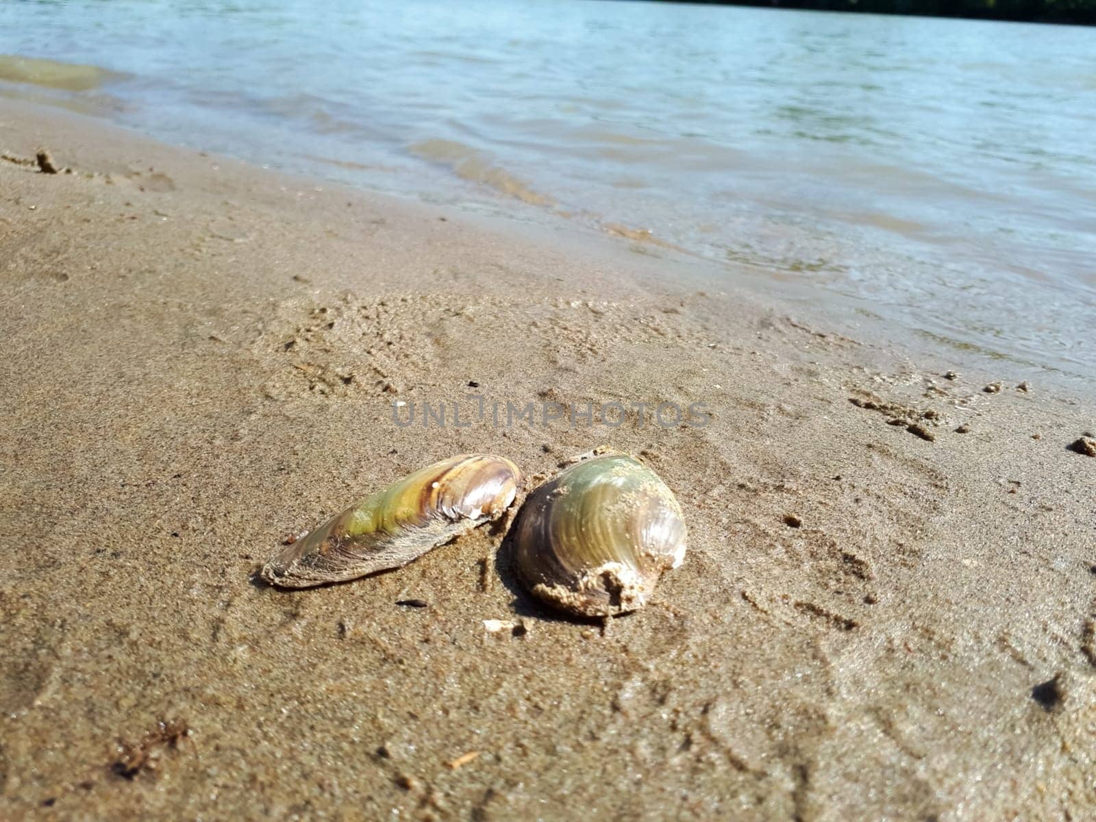 The shutters of the dead river shell on the sandy bank of the river.