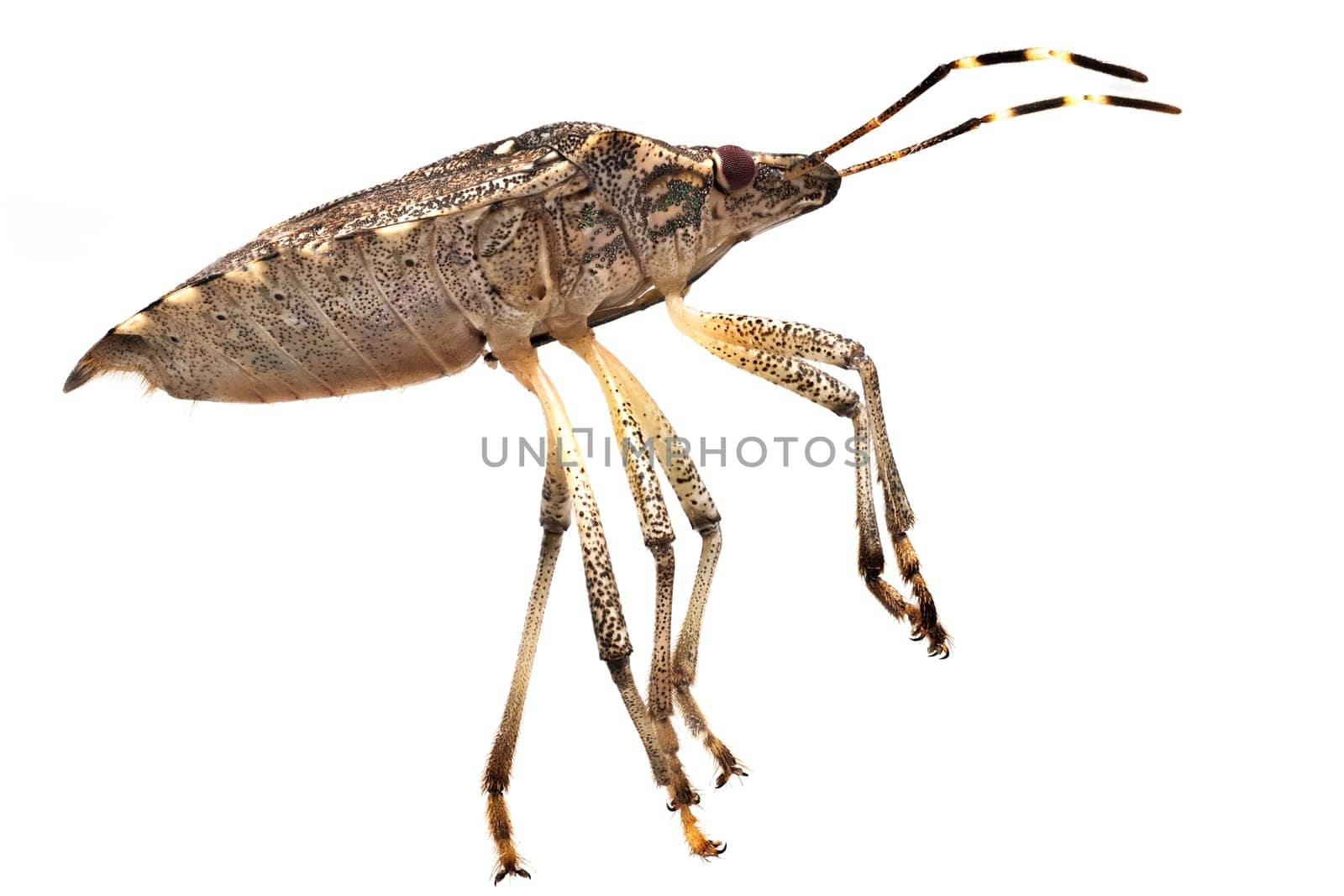 Bug Extreme Close Up, studio shot of vermin isolated with white background