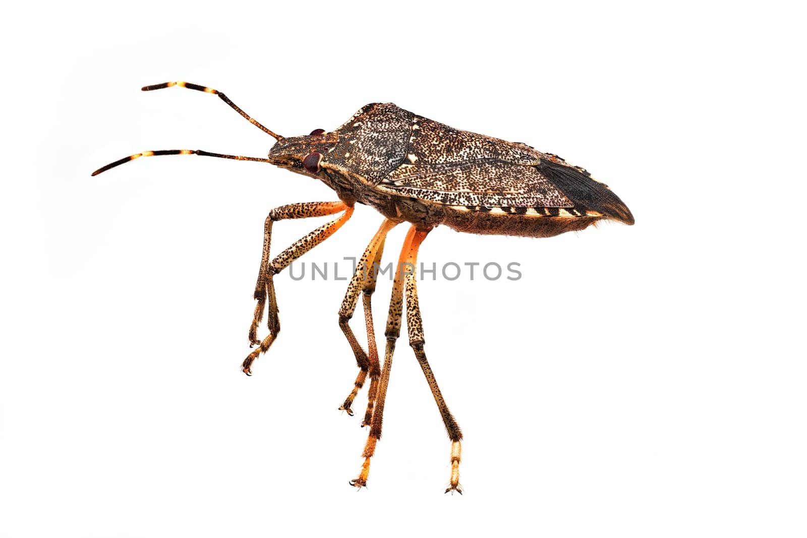 Bug Extreme Close Up, studio shot of vermin isolated with white background