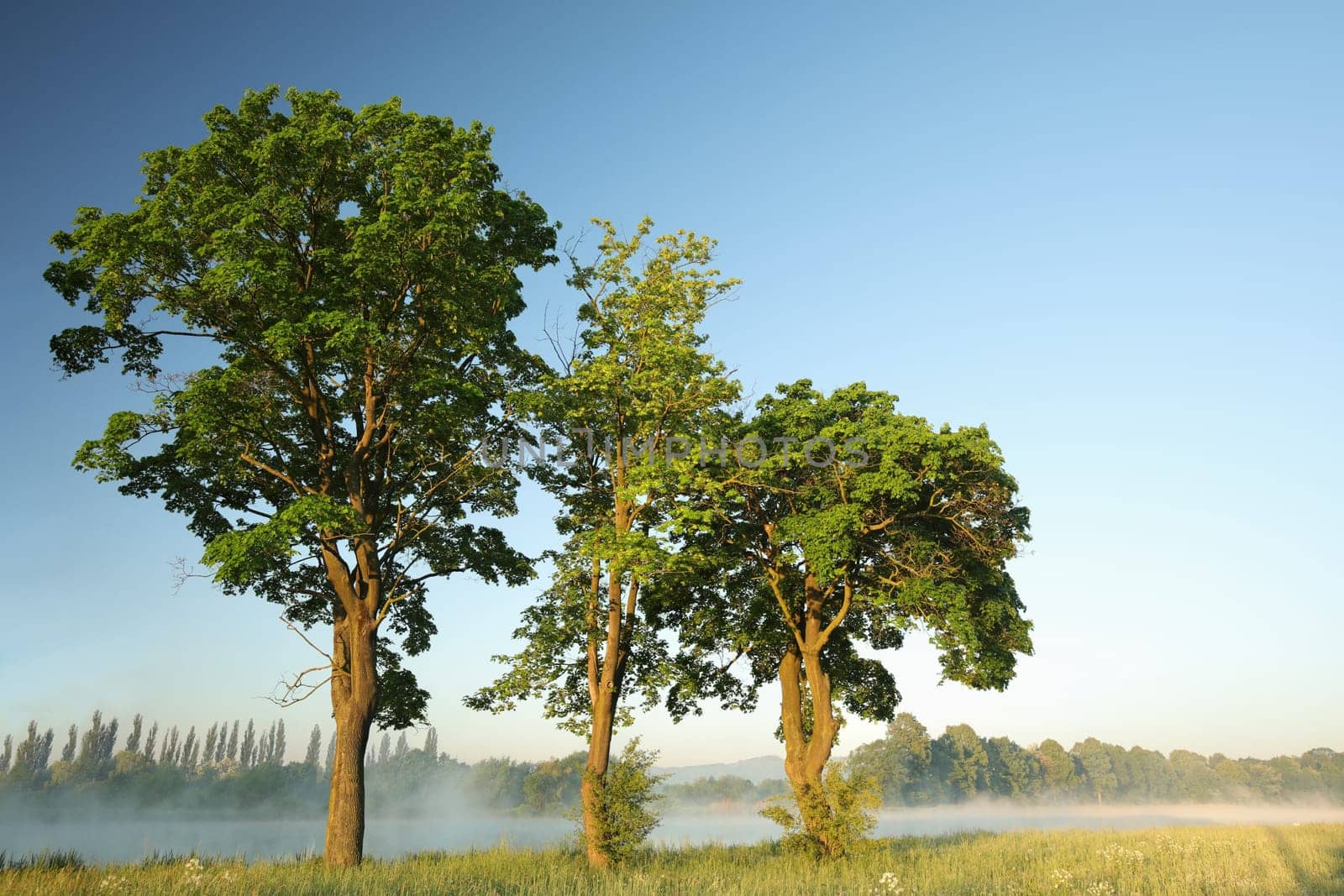 Spring trees on the edge of the lake at dawn