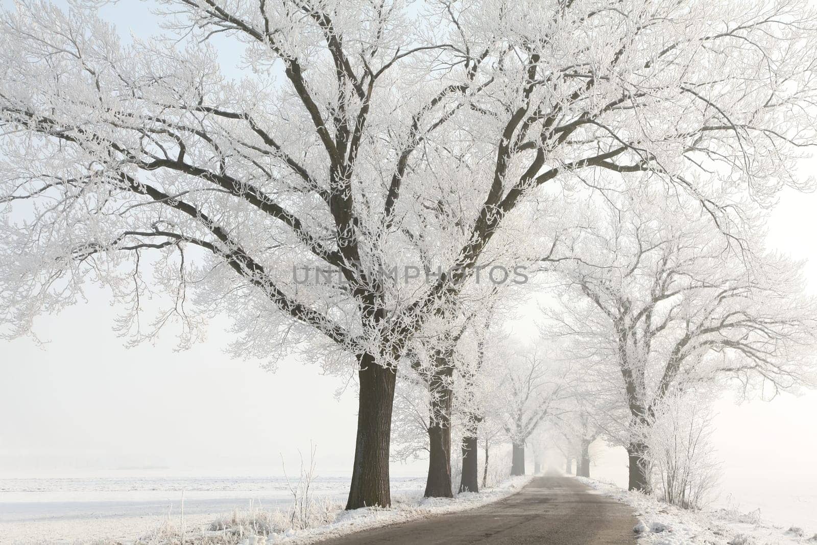 Frosty winter trees on a cloudless morning