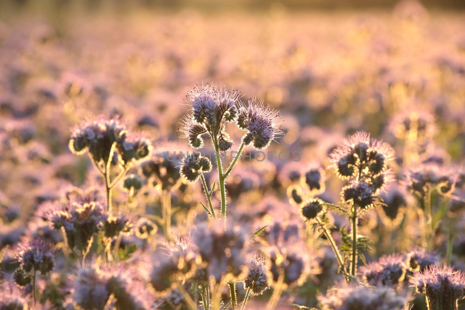 Lacy phacelia (Phacelia tanacetifolia) during sunrise