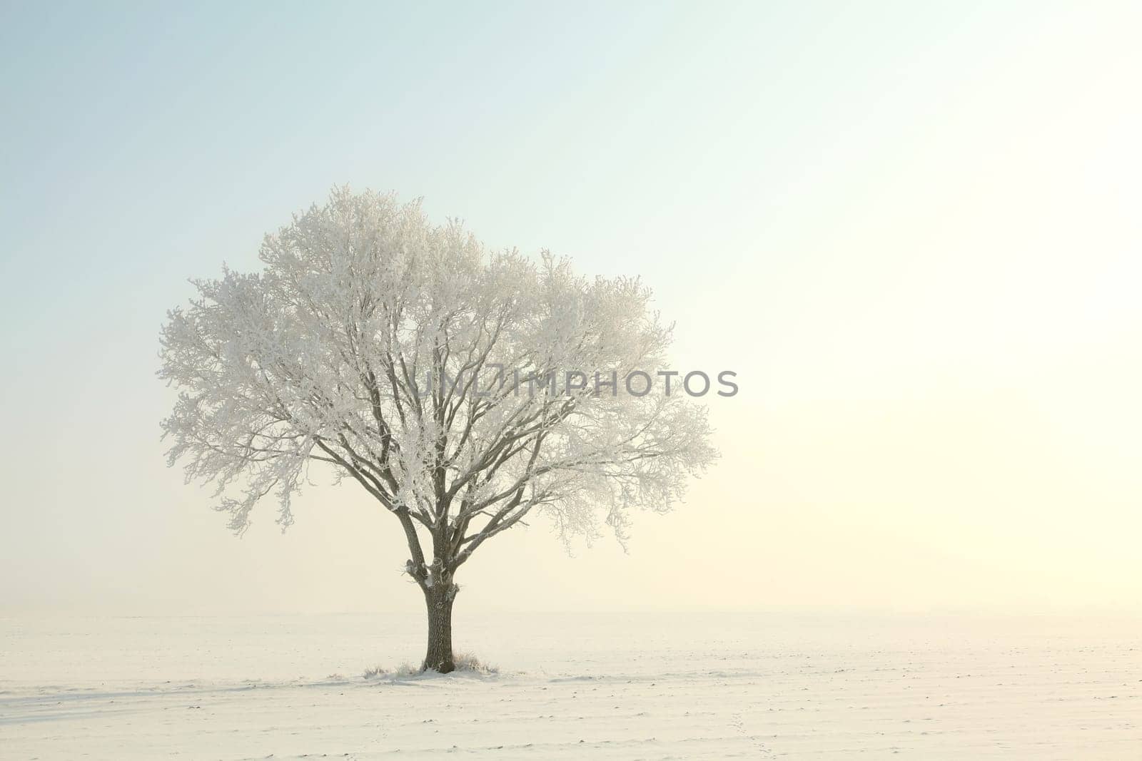 Frosty winter tree in the field on a cloudless morning