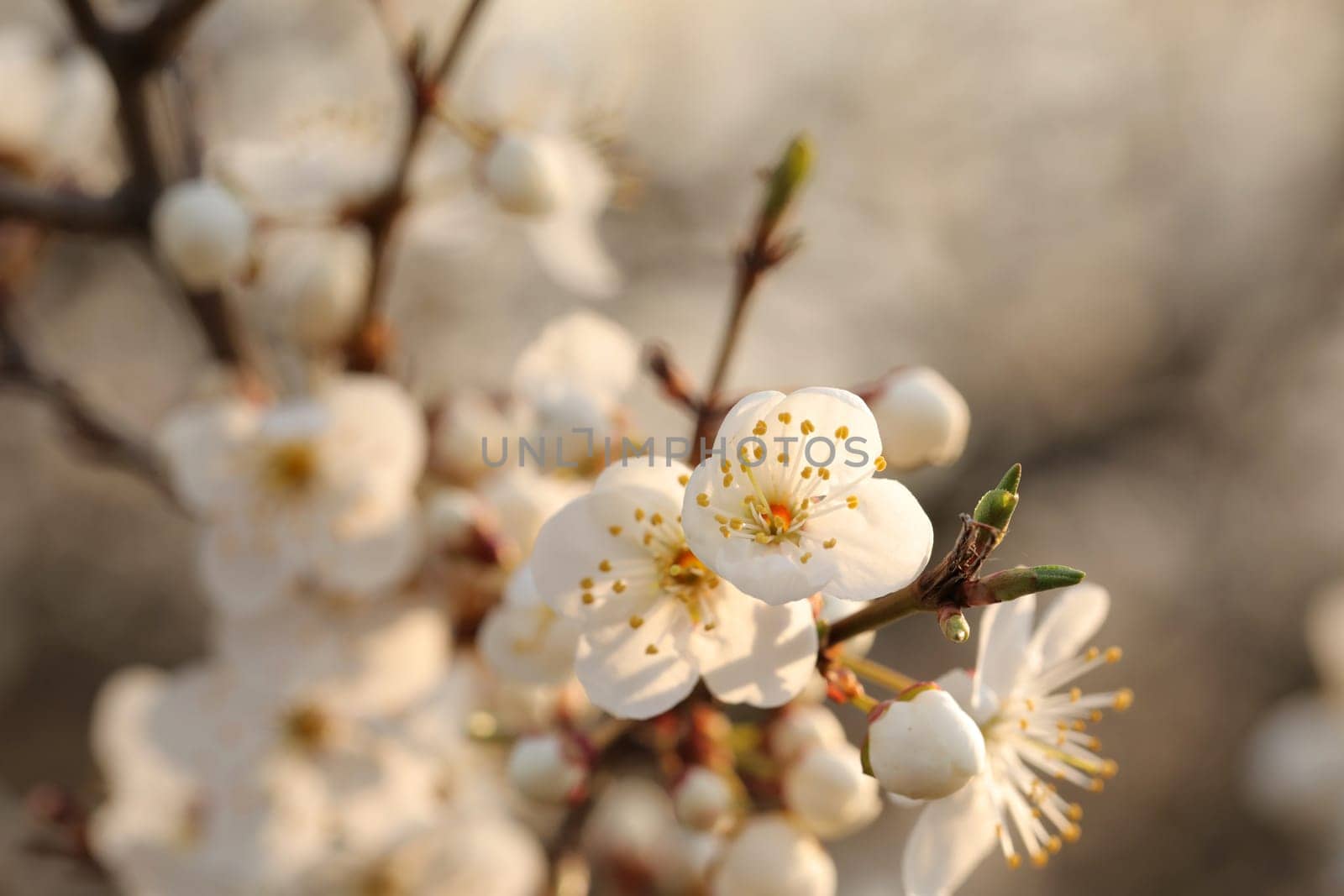 Spring flowers blooming on a tree at dawn