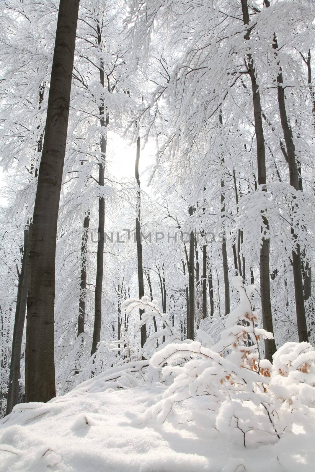 Frosty winter trees on a cloudless morning