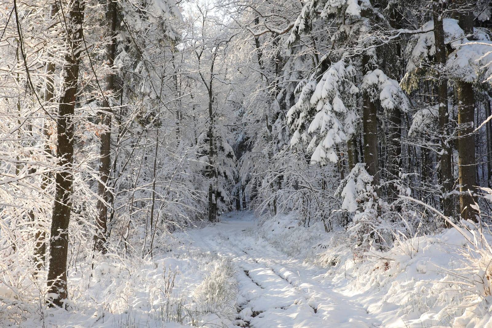 Winter rural road between the trees covered with frost at dawn