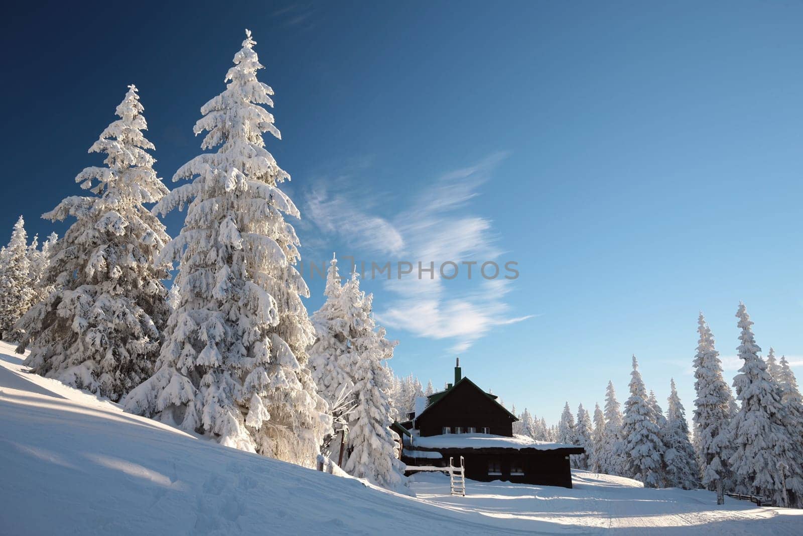 Spruce trees covered with snow on the mountain top against the blue sky at dusk