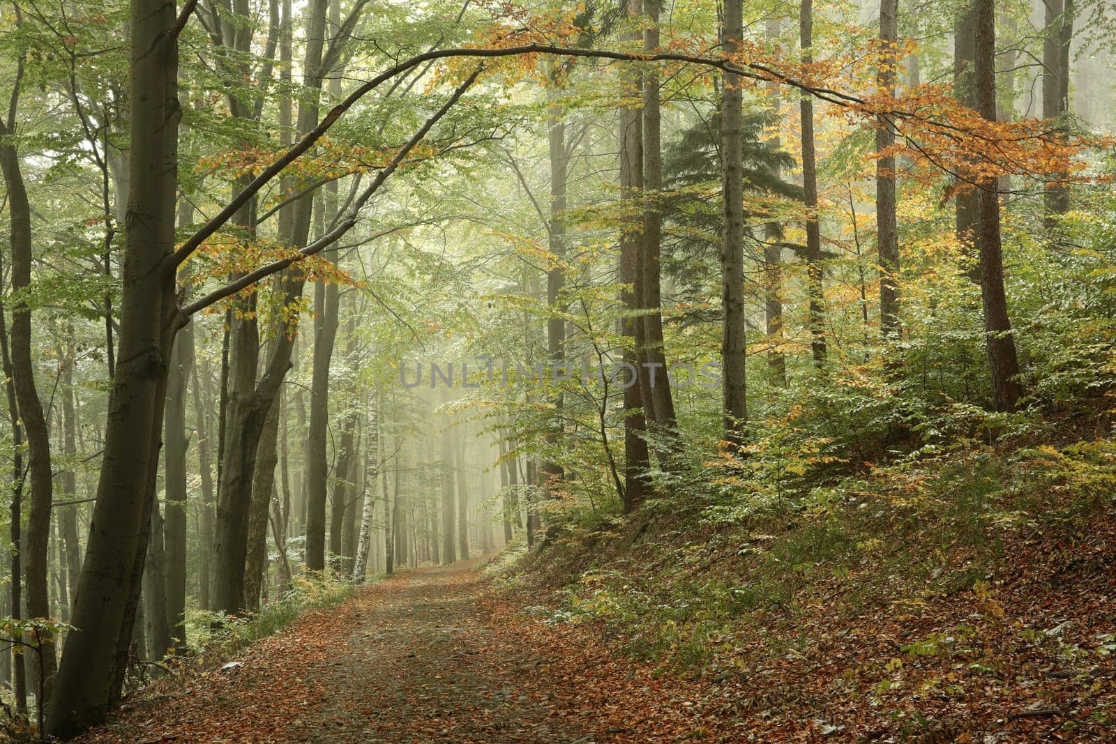 A trail among beech trees through an autumn forest in a misty rainy weather