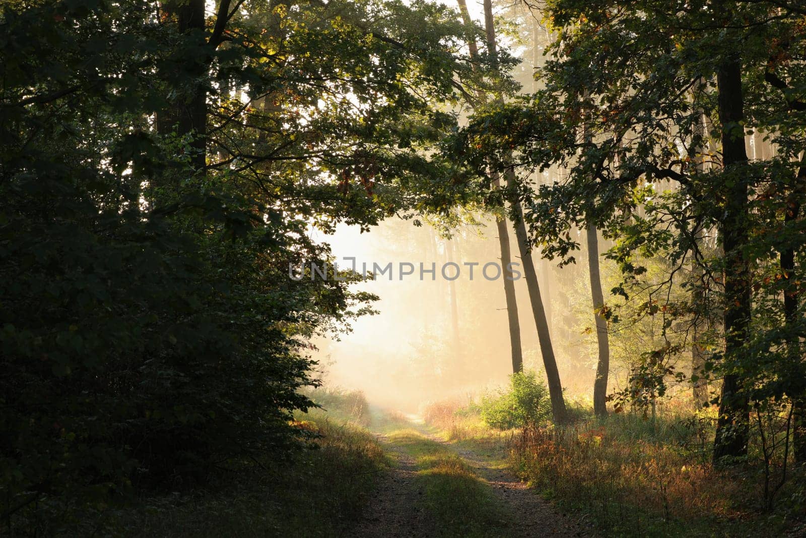 Rural road through the forest at sunrise
