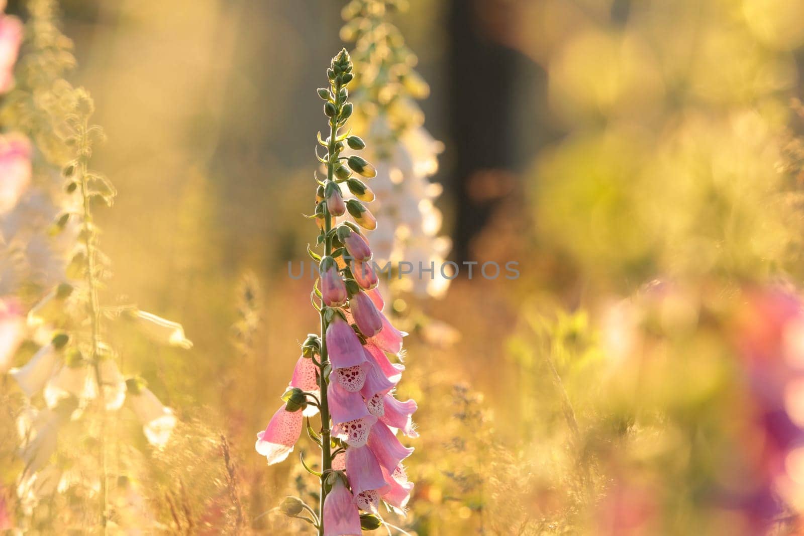 Purple foxglove - Digitalis purpurea during sunrise
