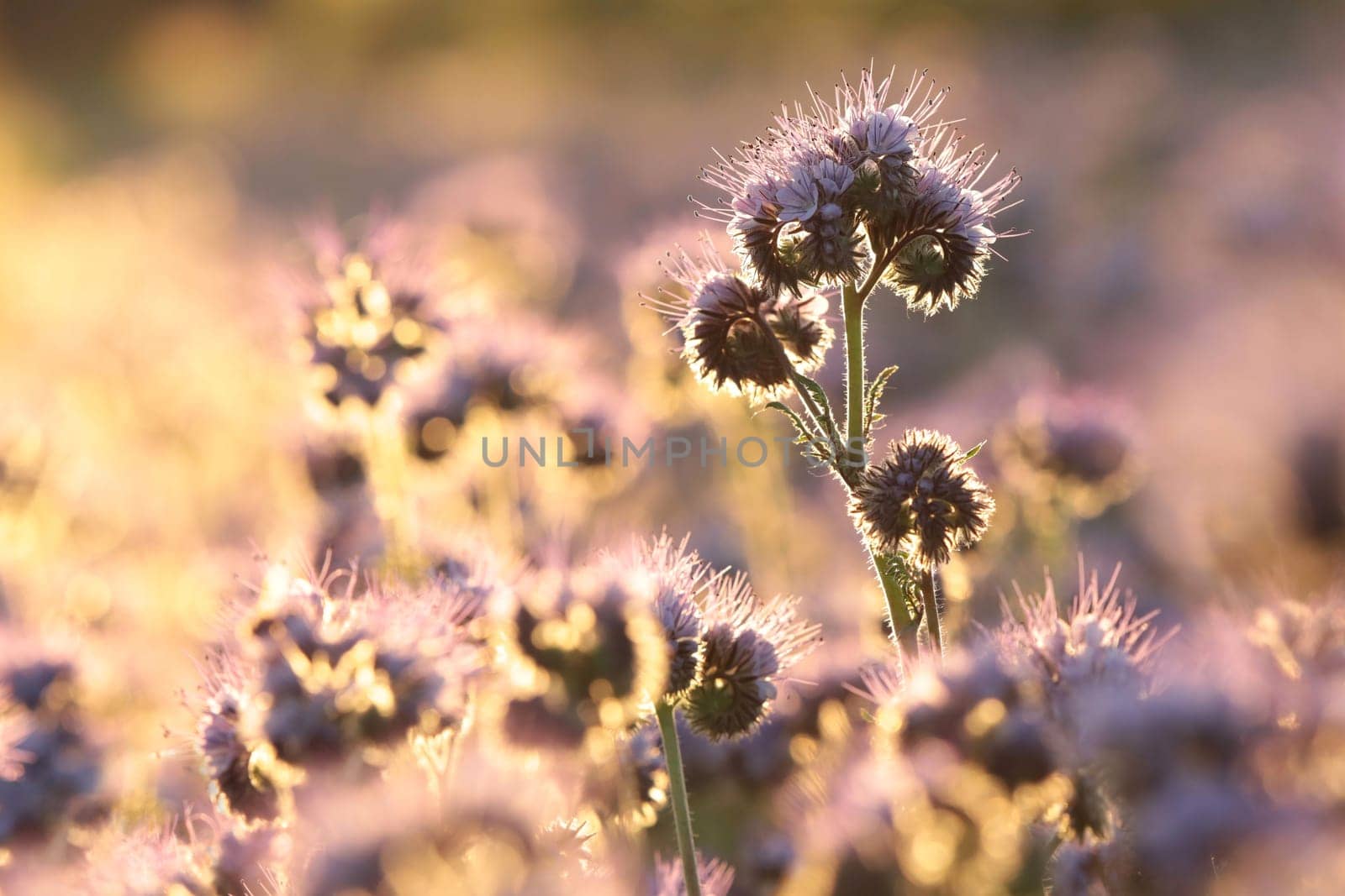 Lacy phacelia (Phacelia tanacetifolia) during sunrise