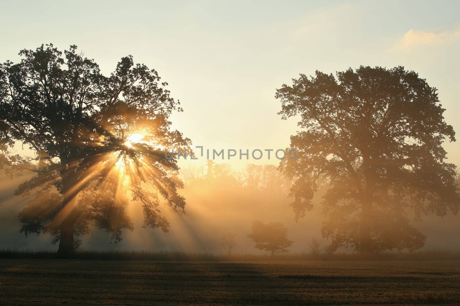 Oaks on the field on a foggy September morning