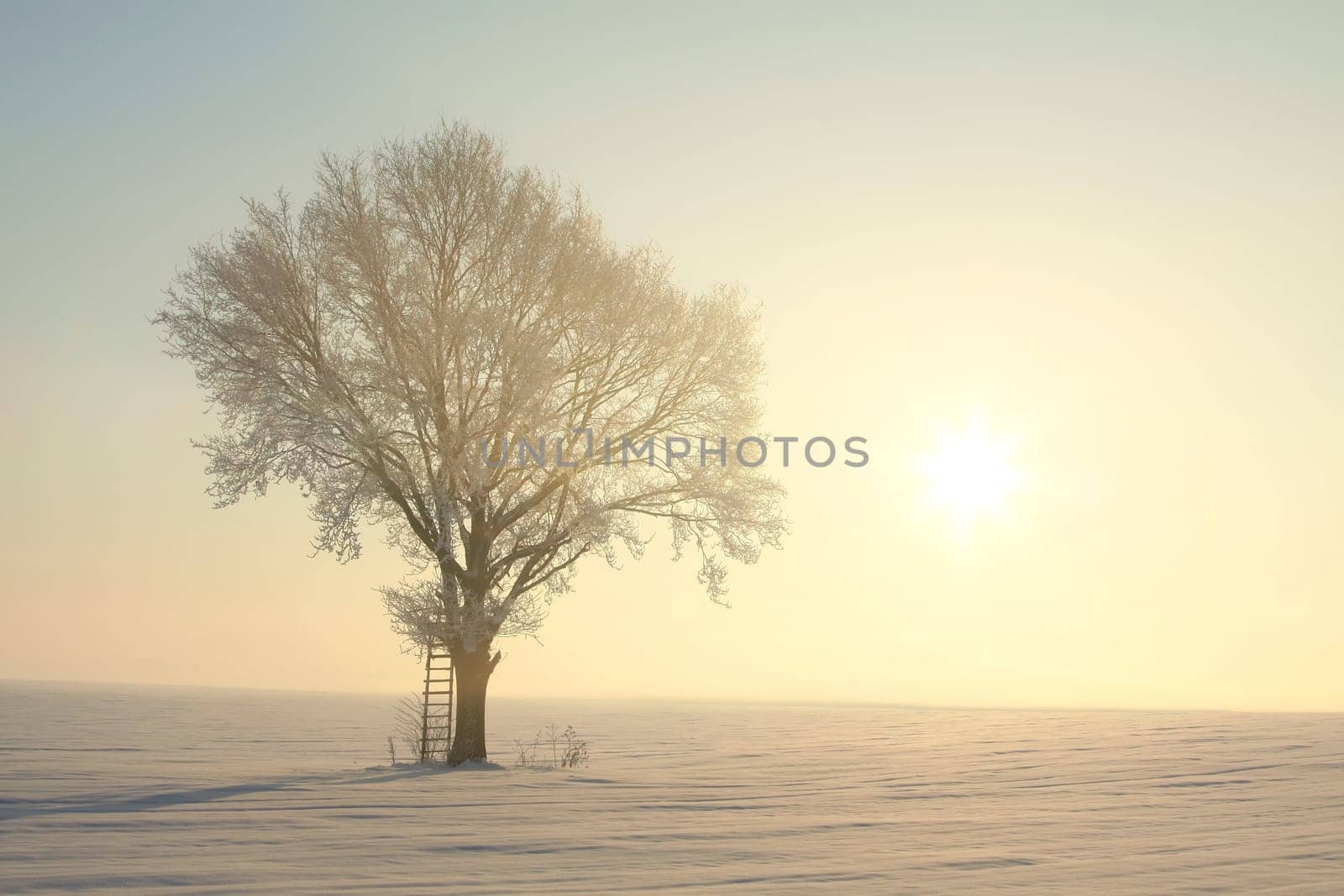 Frozen winter tree against a blue sky during sunrise